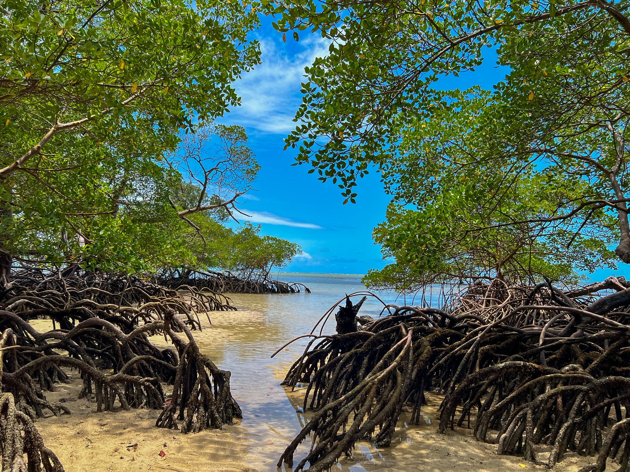 mangrove forest