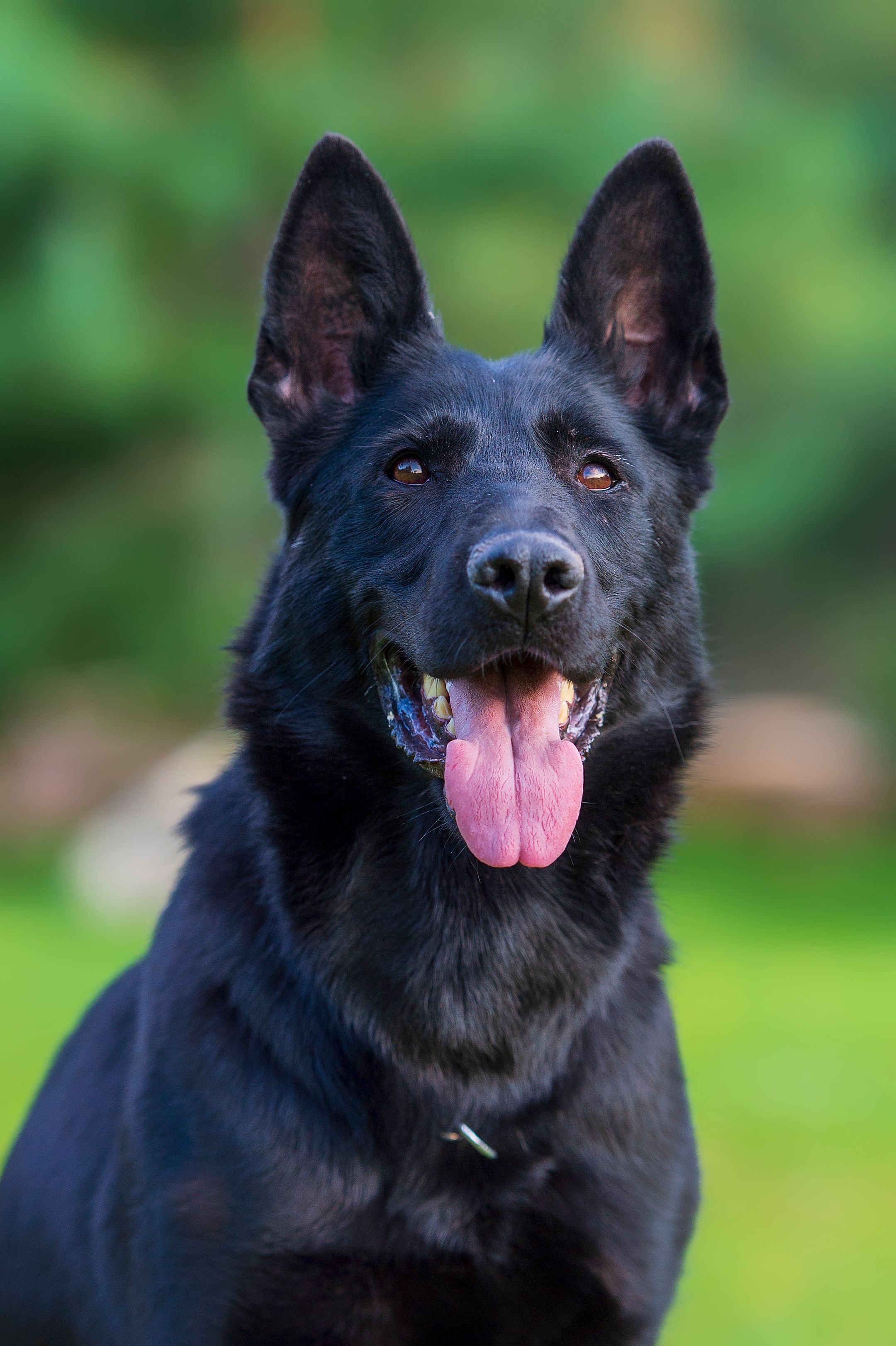 personal protection dog