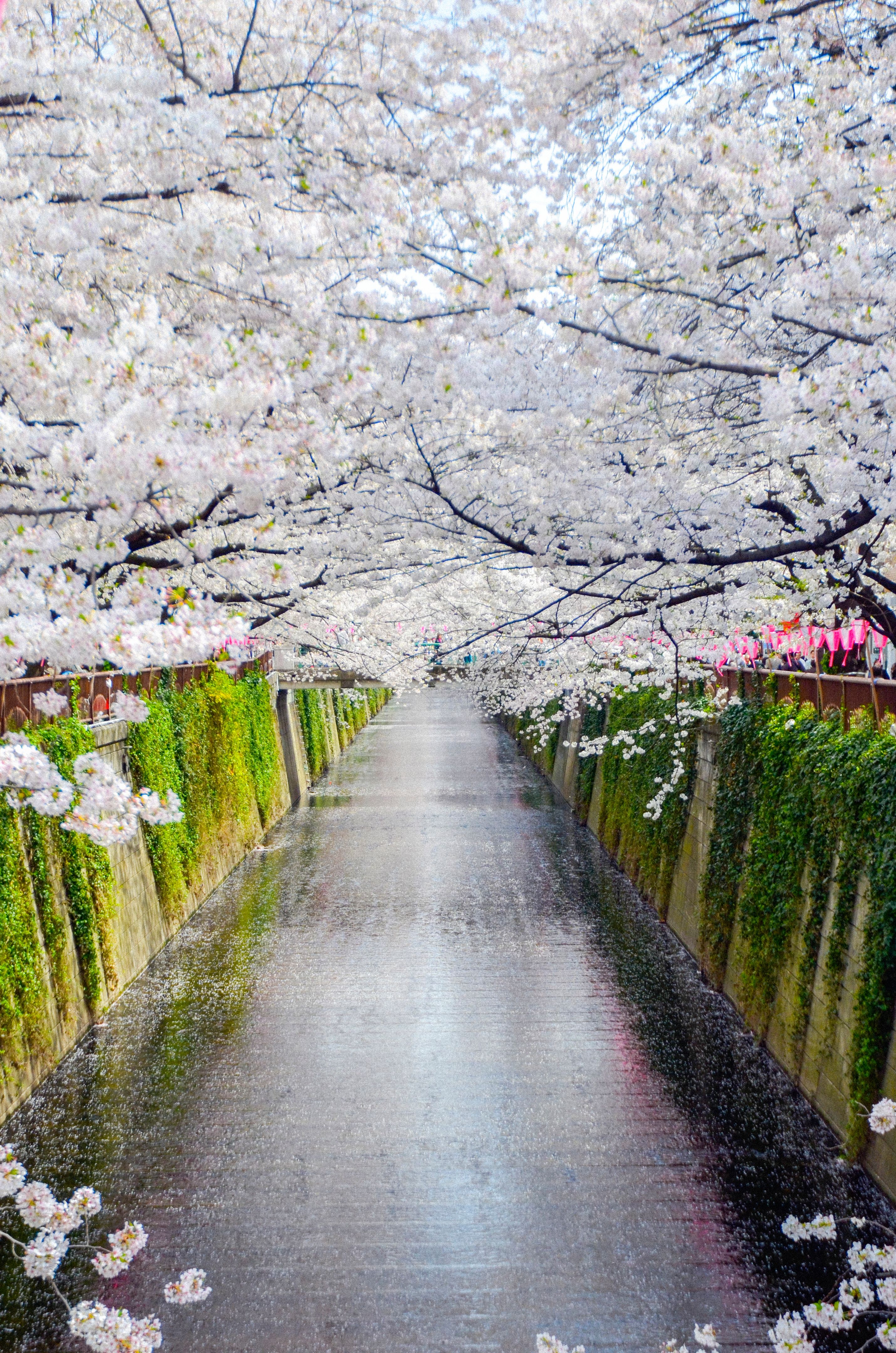 Spring cherry blossoms and the Meguro River