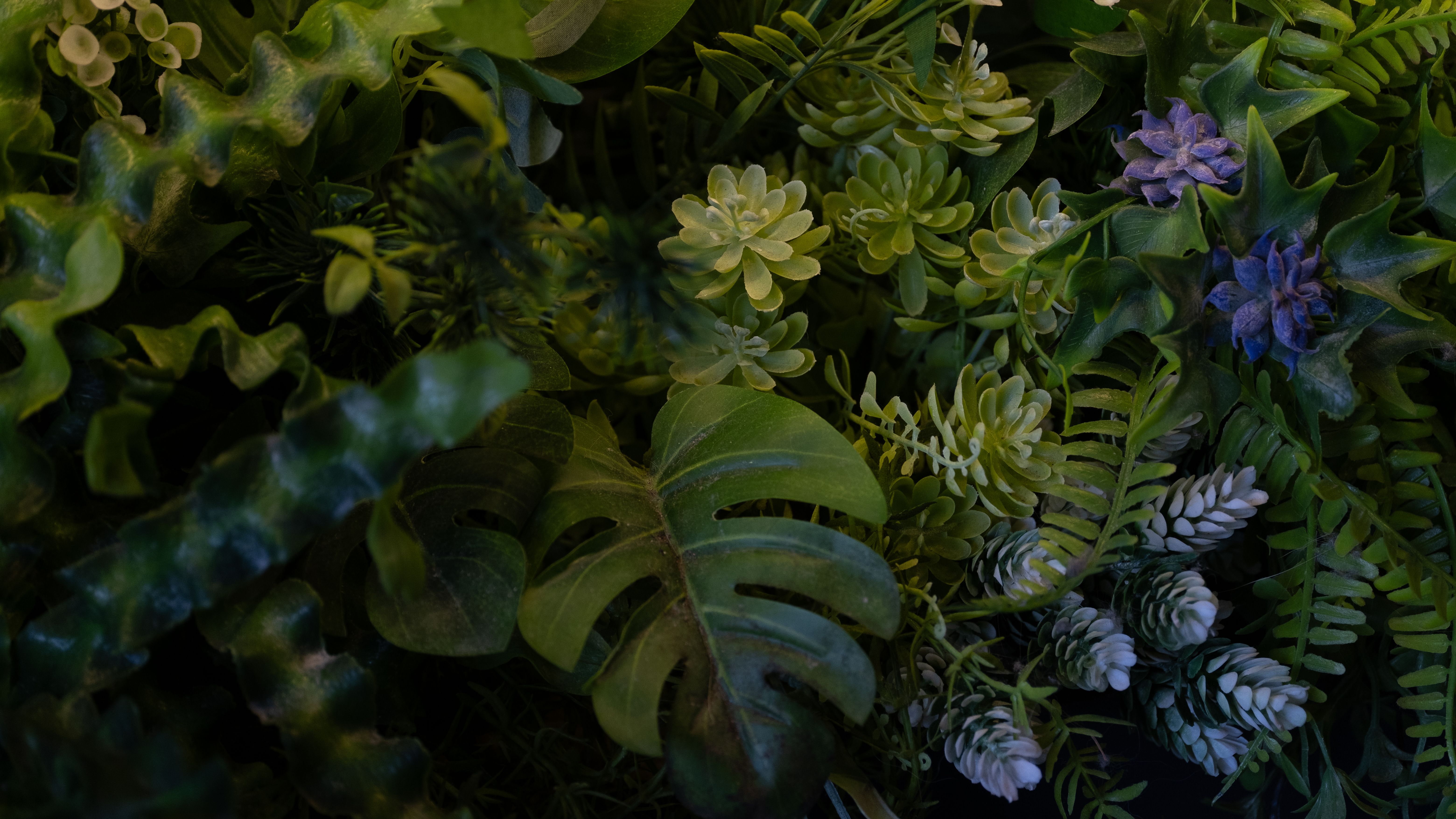 indoor plants living wall