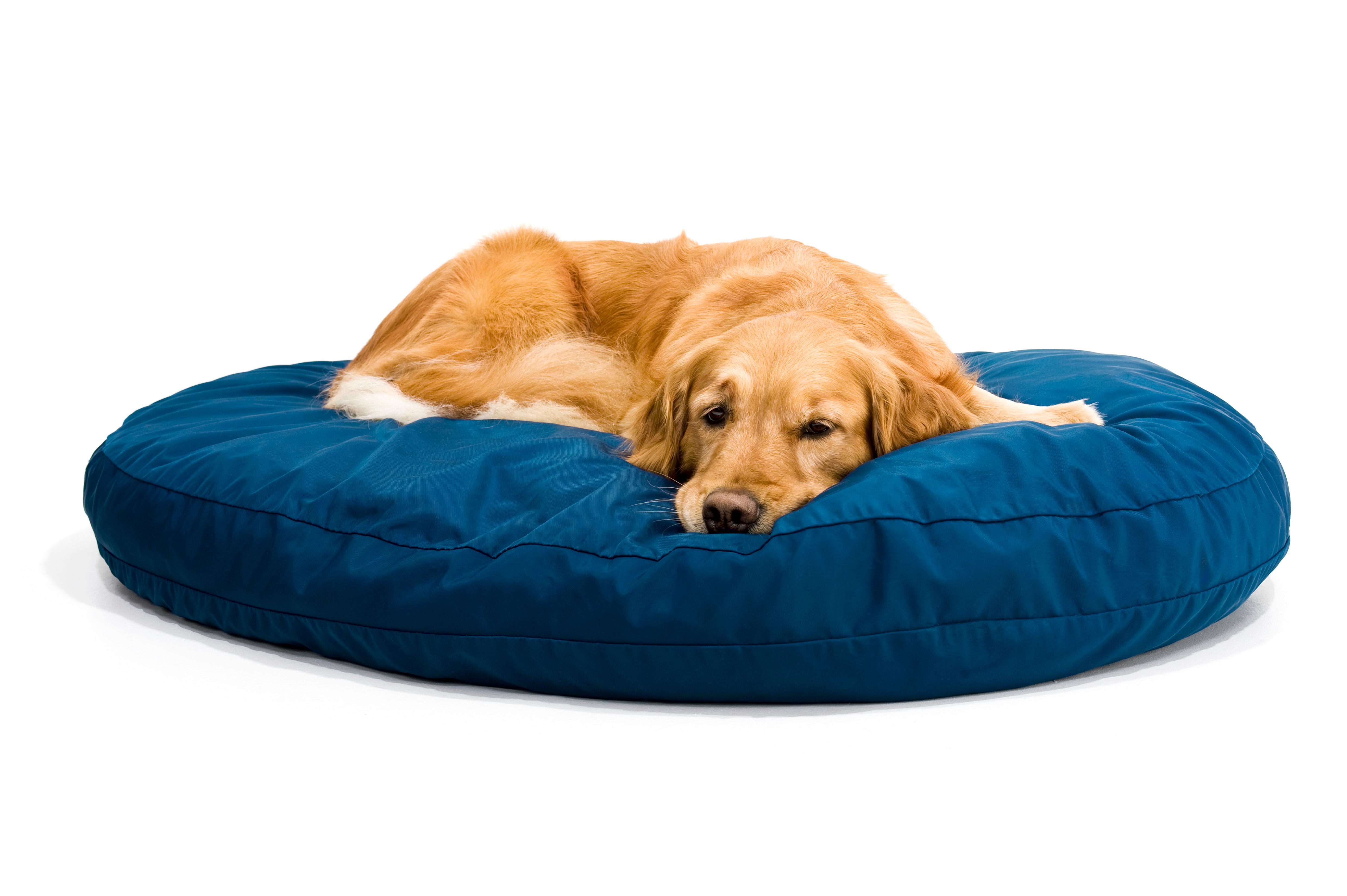 dog bed