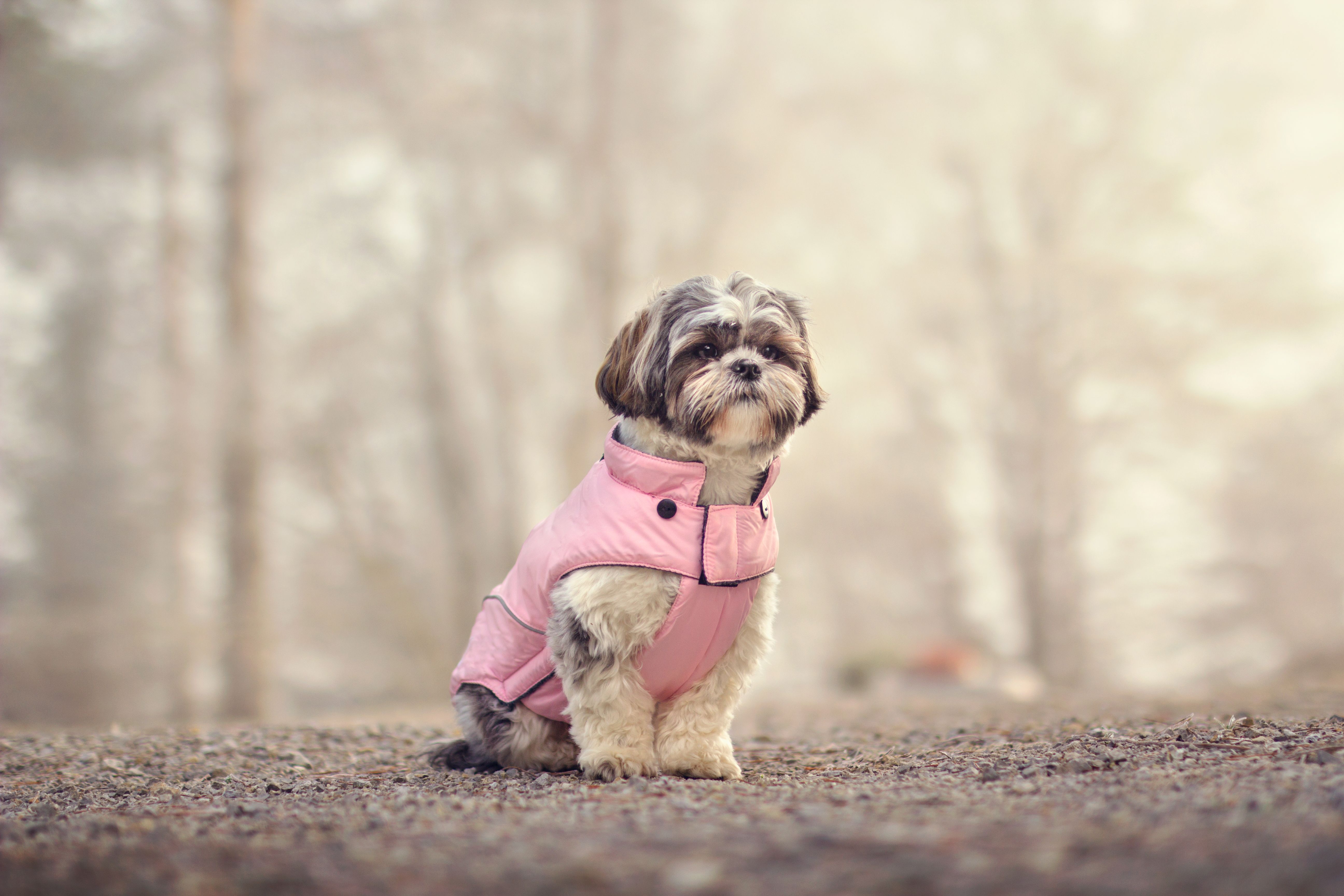 dog winter coat