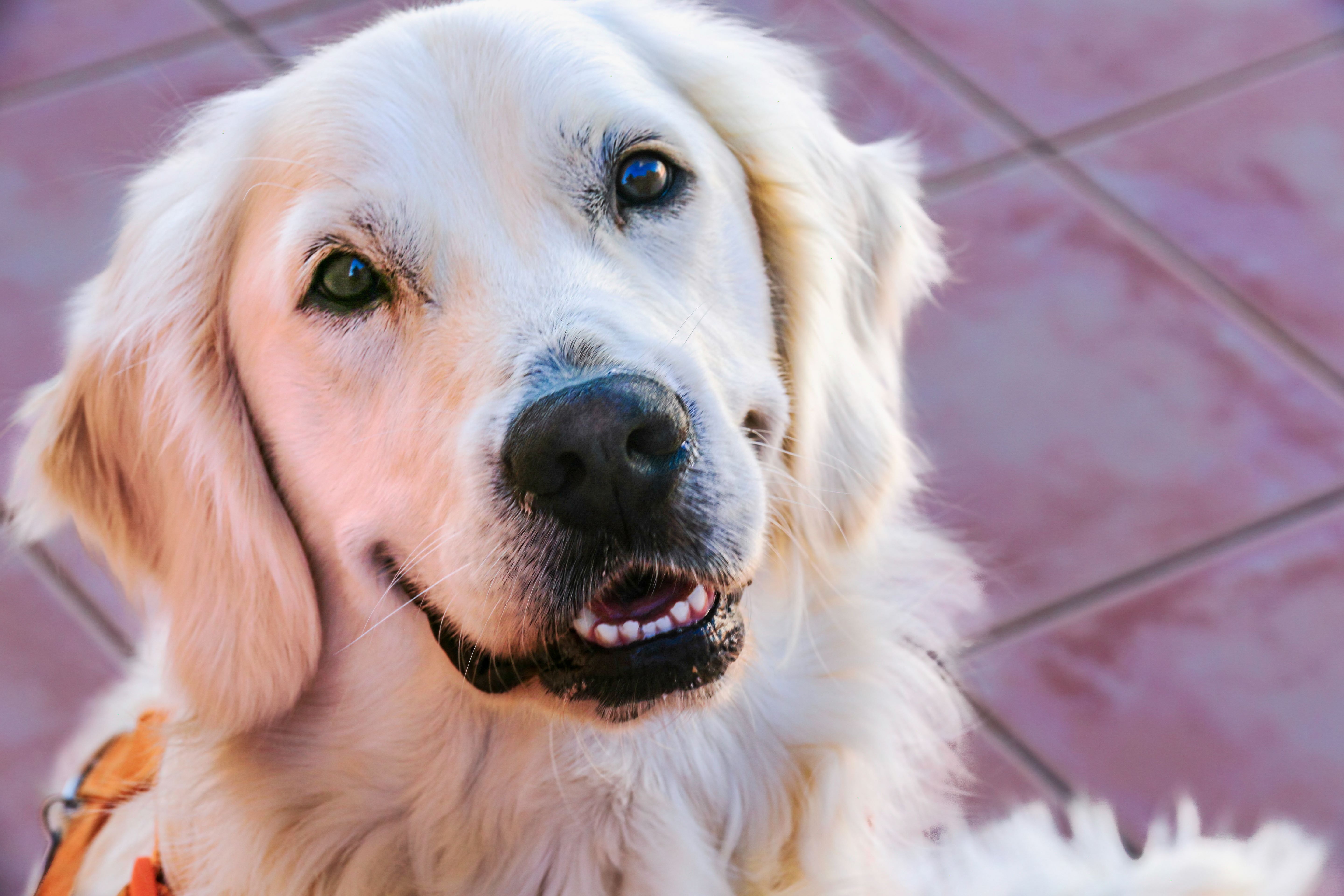 Murcia, Spain - 13th June 2024 - Golden Retriever with a happy expression on a tiled floor in daylight, seen up close with the background out of focus