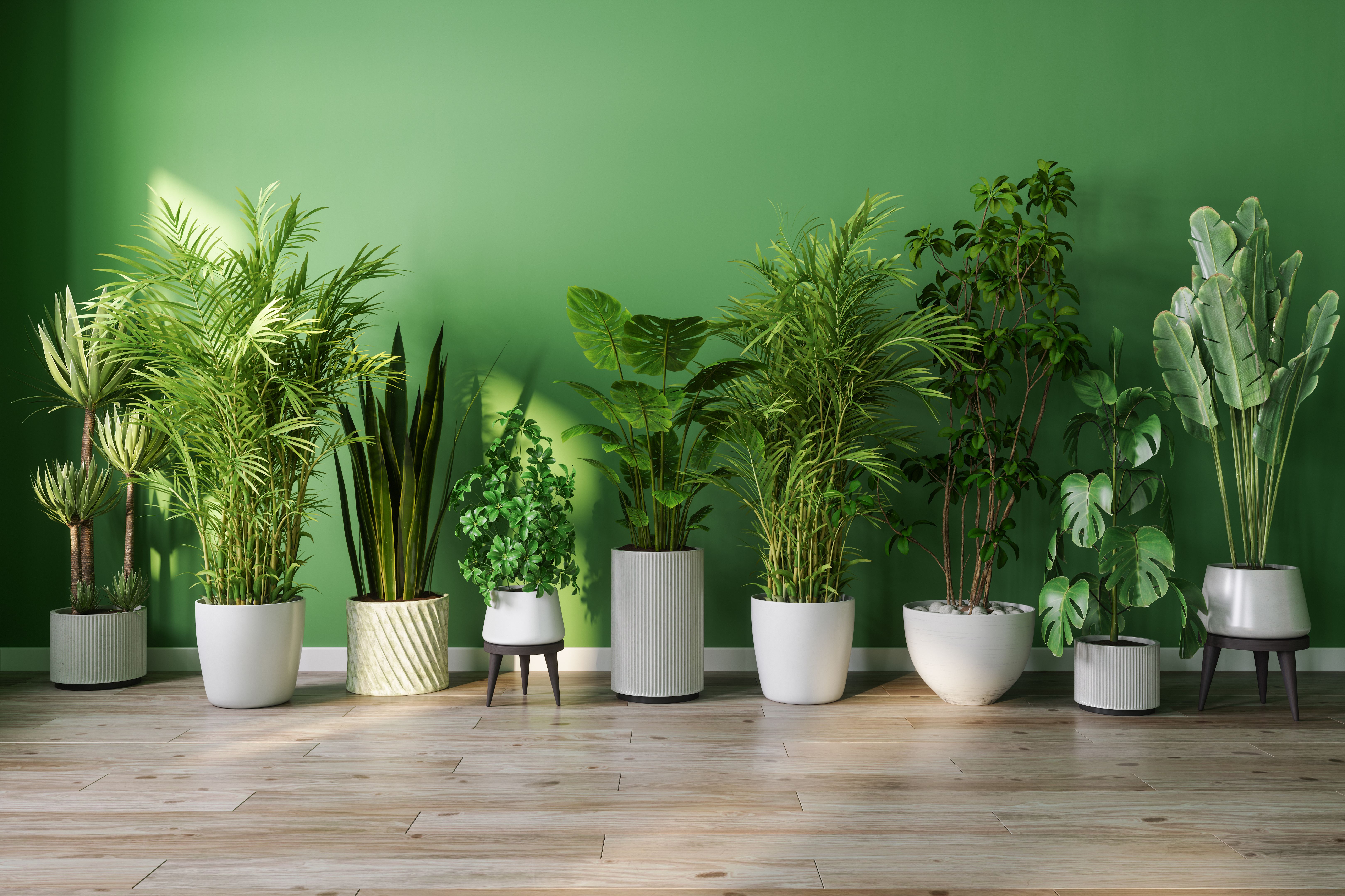 indoor plants container home