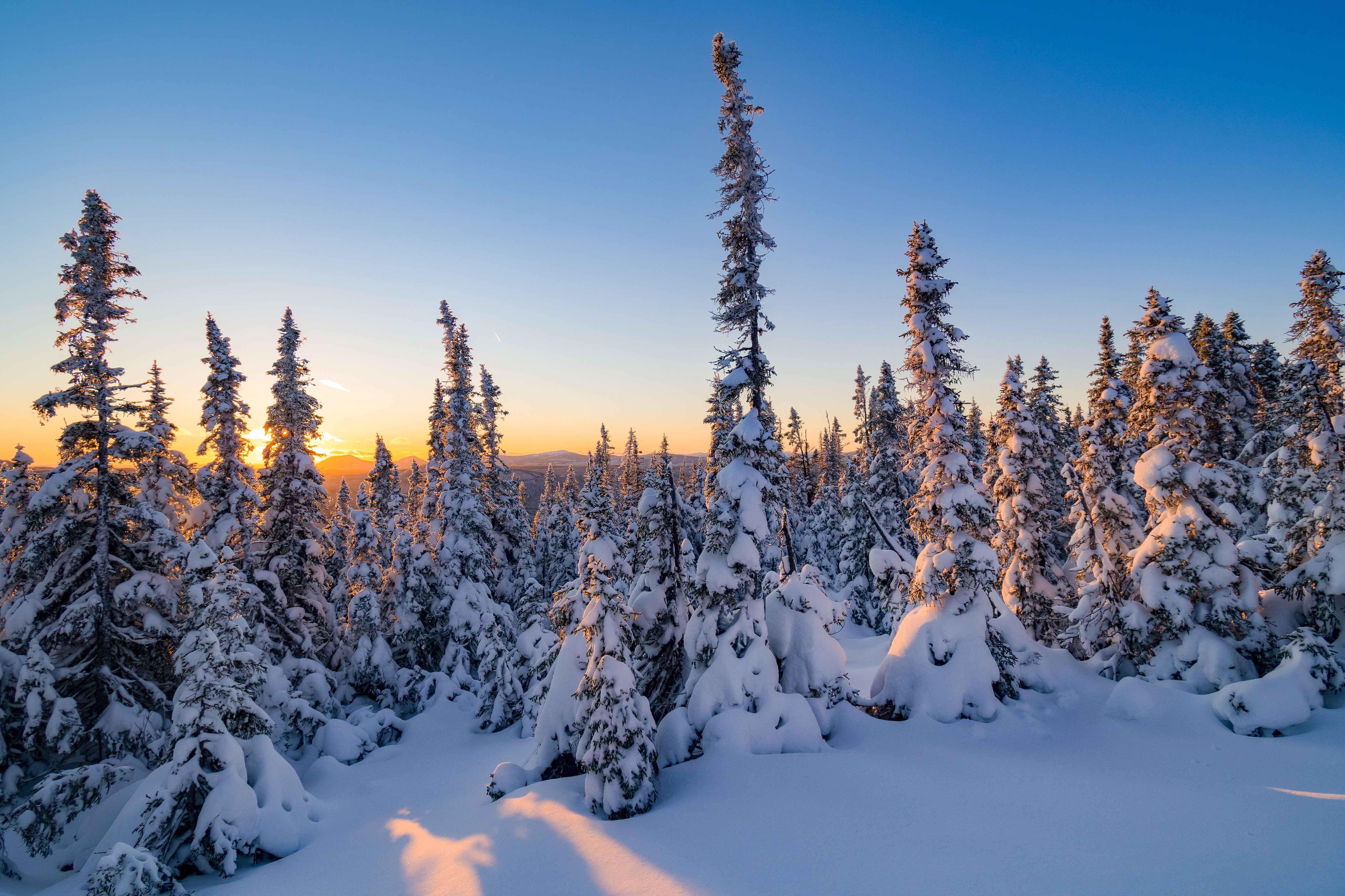 Sunset between snow covered fir trees somewhere in the Chic-chocs mountains