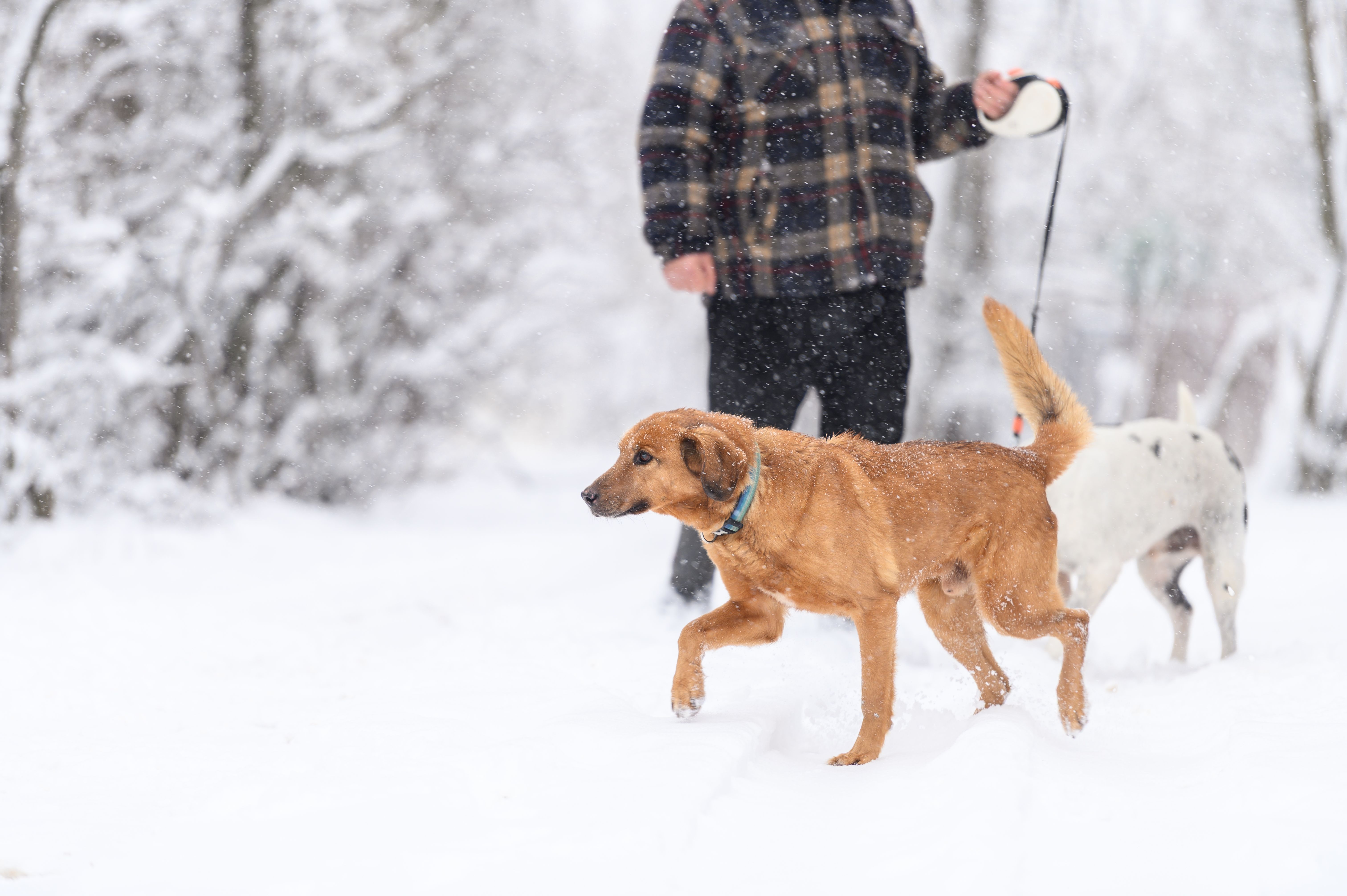 dog training winter