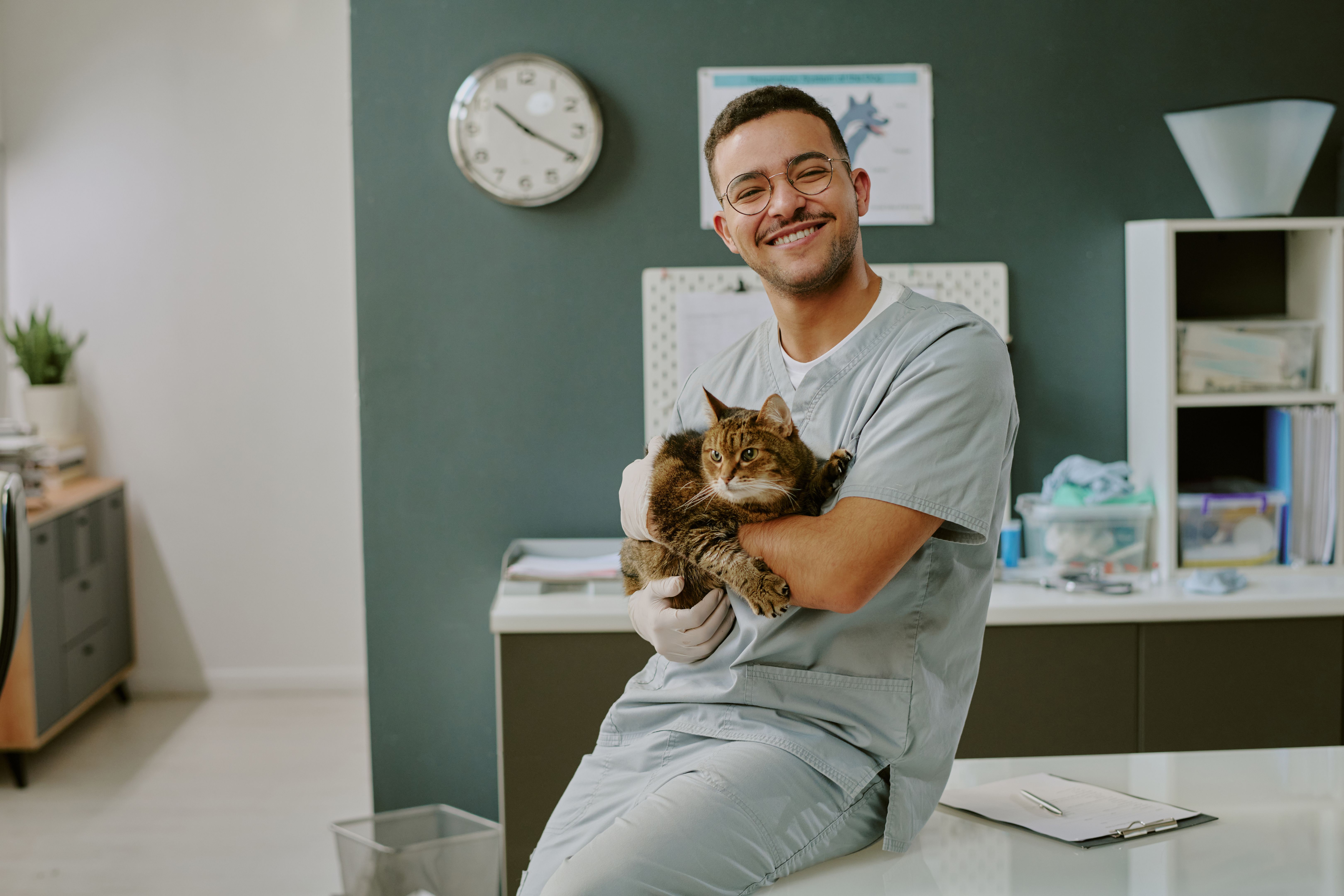 veterinarian pet care