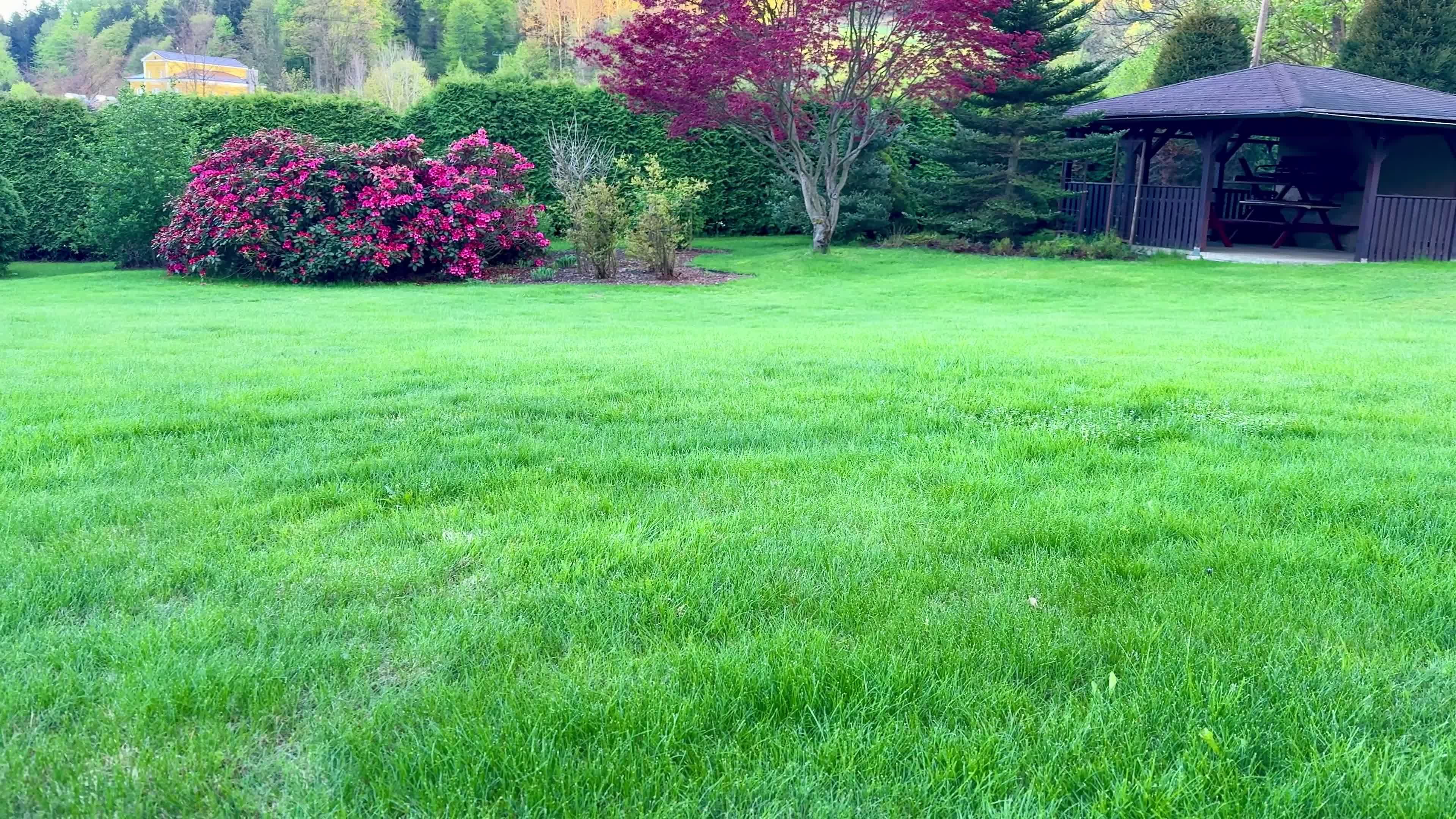 early spring lawn care