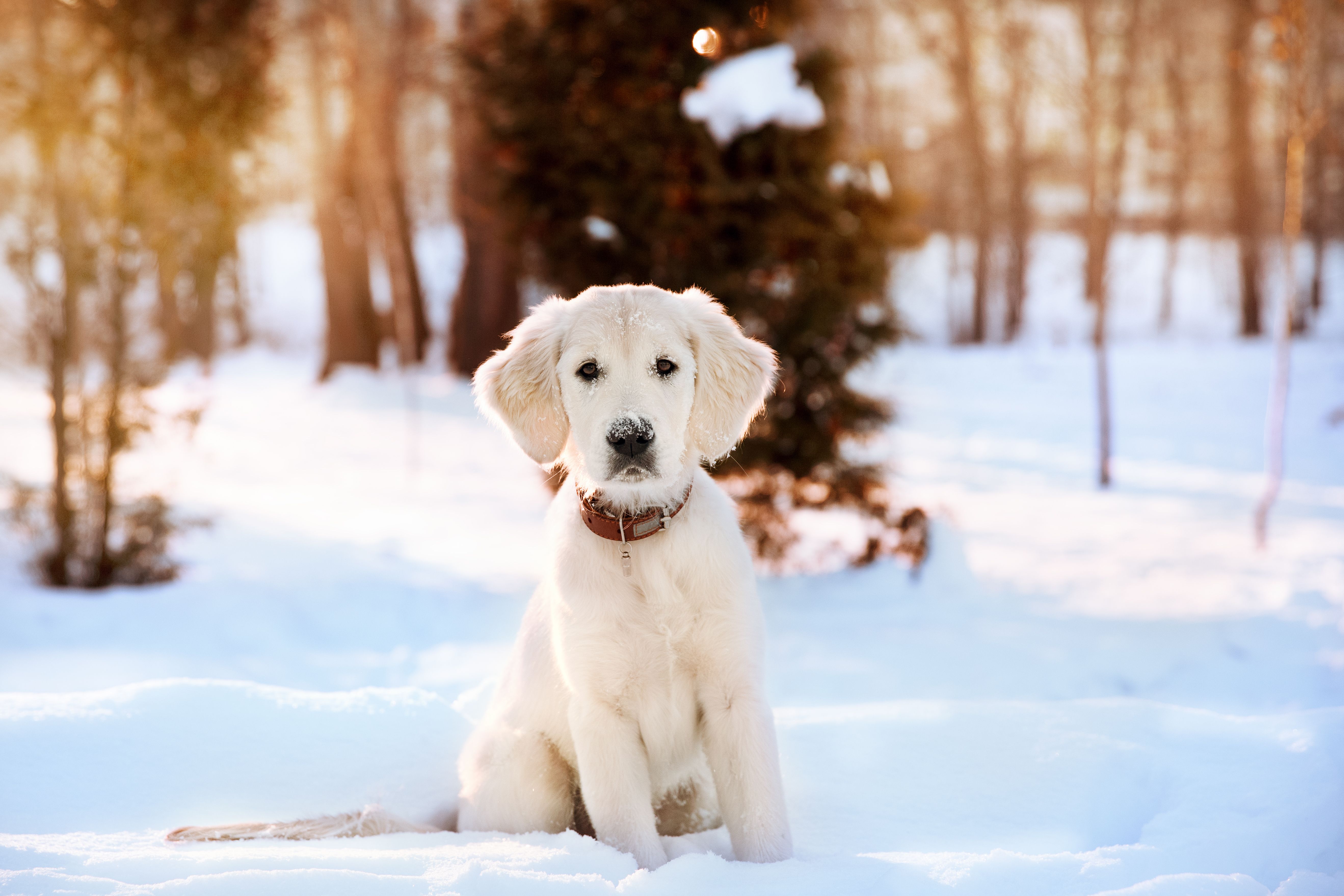 labrador in snow