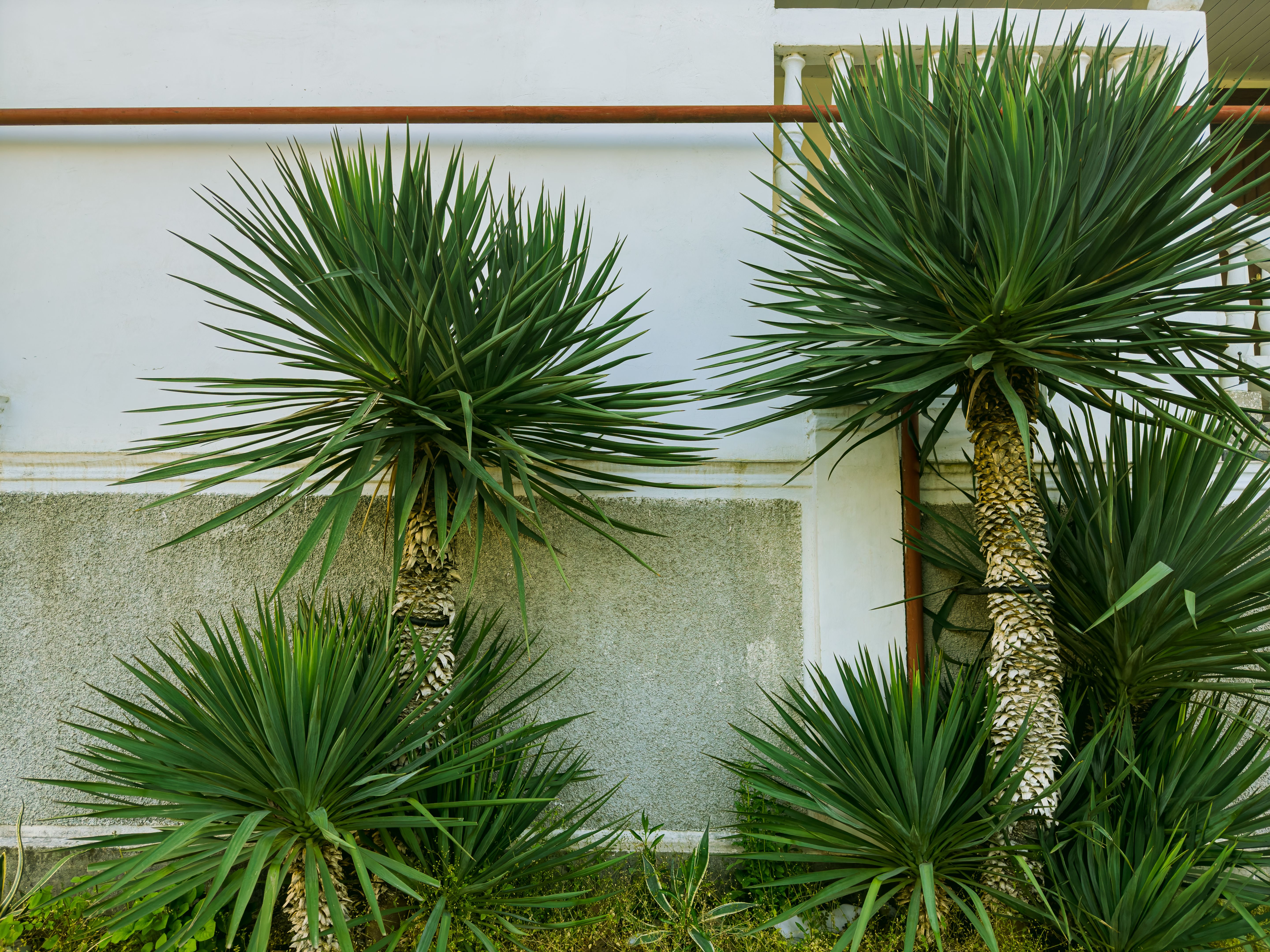 hurricane resistant plants