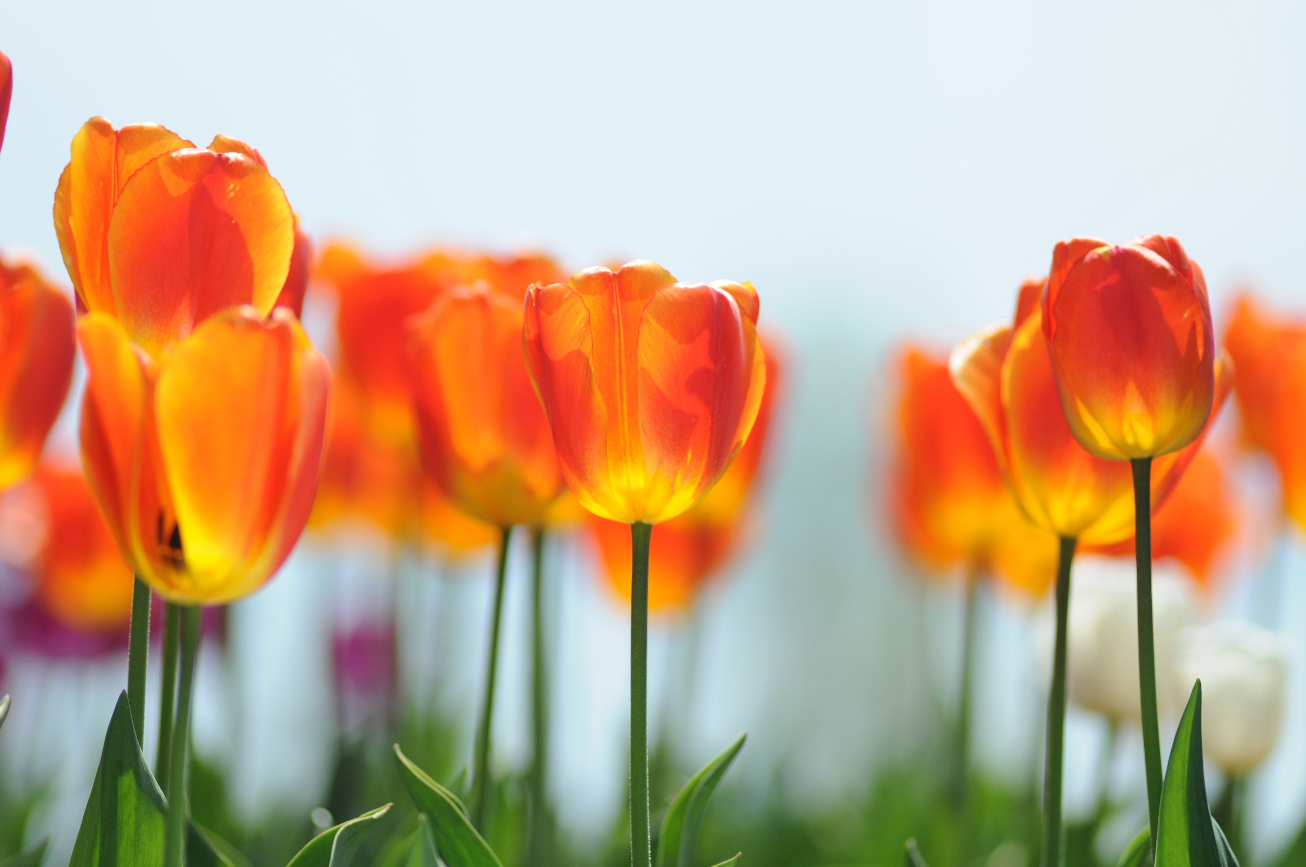 frühlingsblumen garten