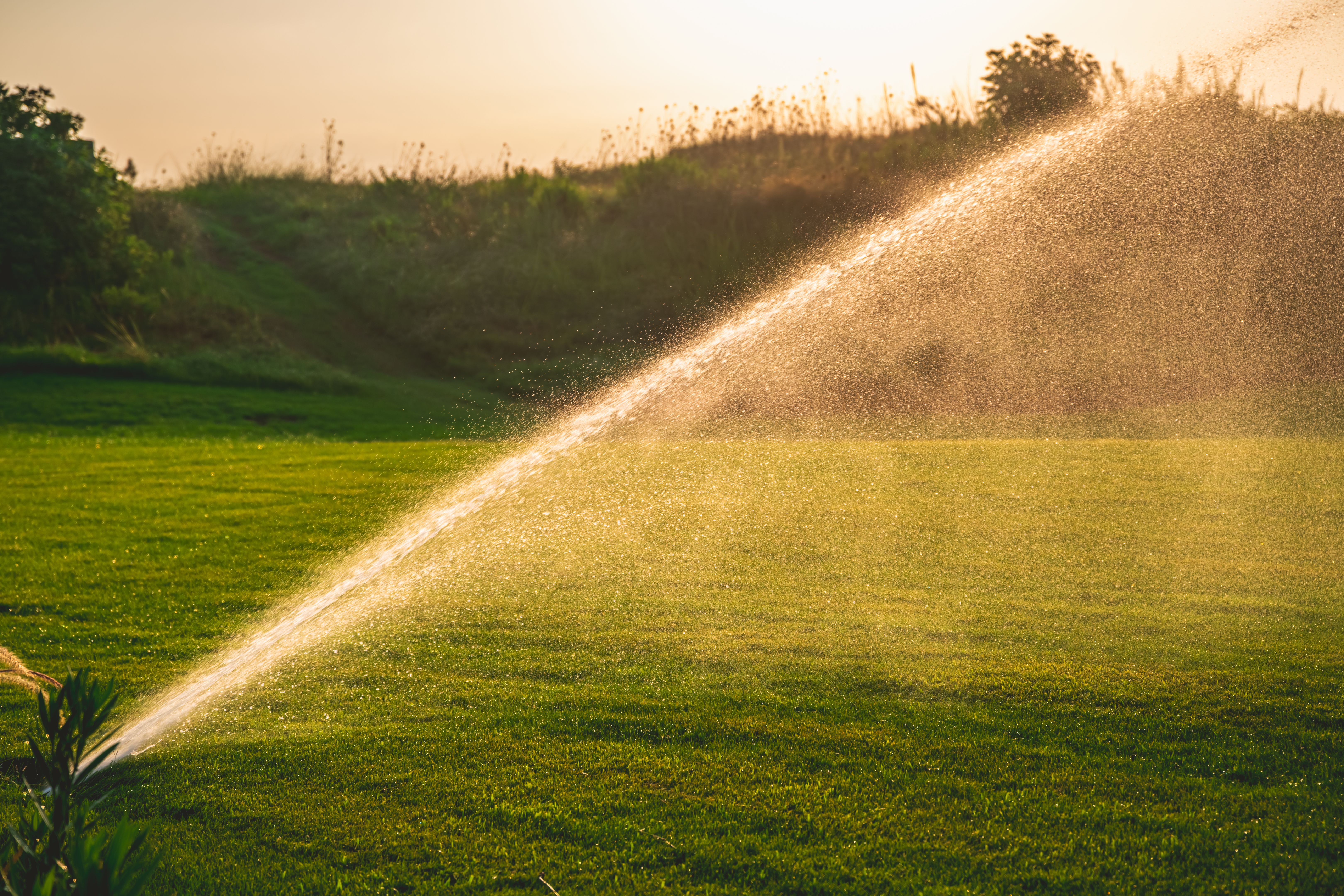 watering lawn summer