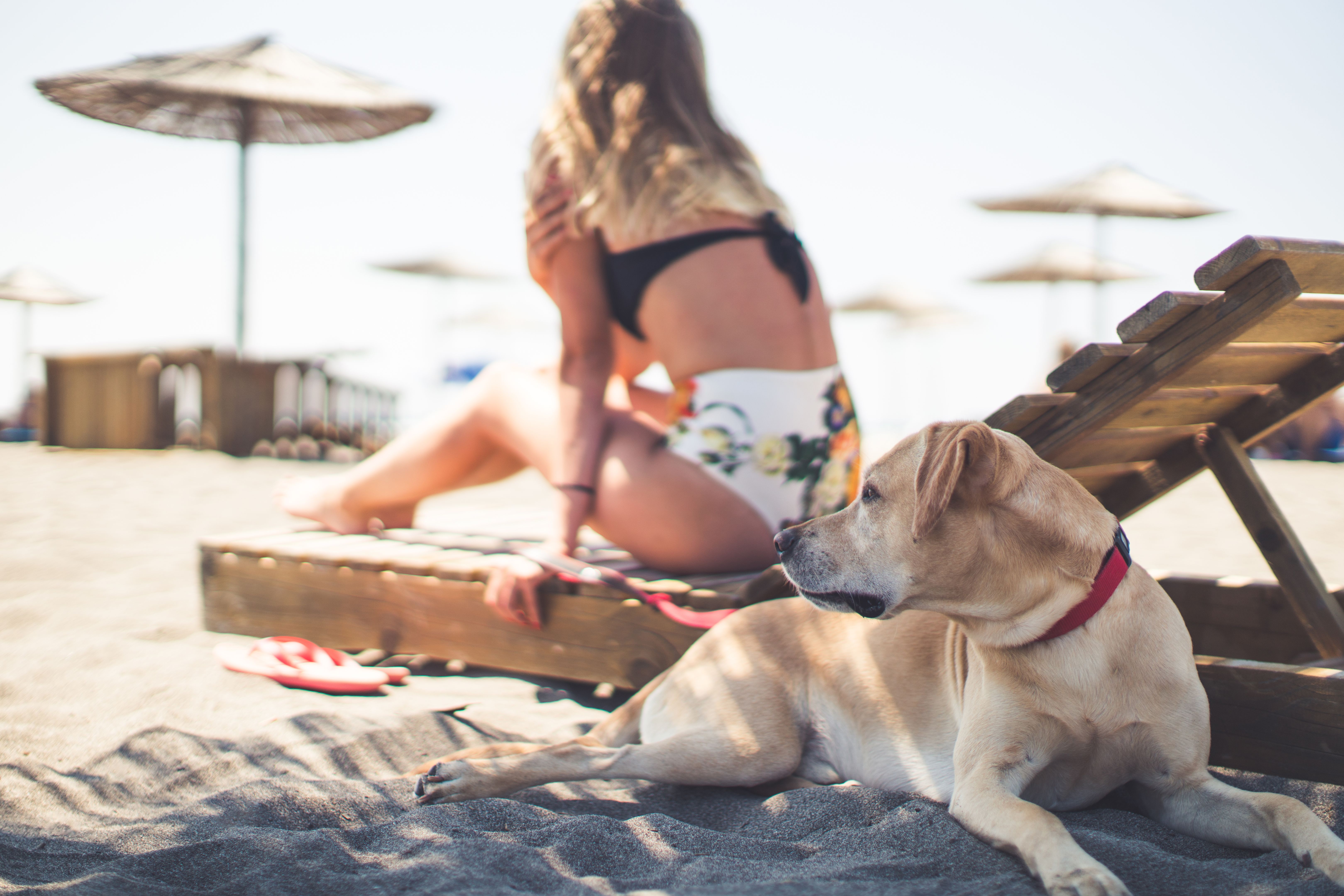 beach cafe dogs