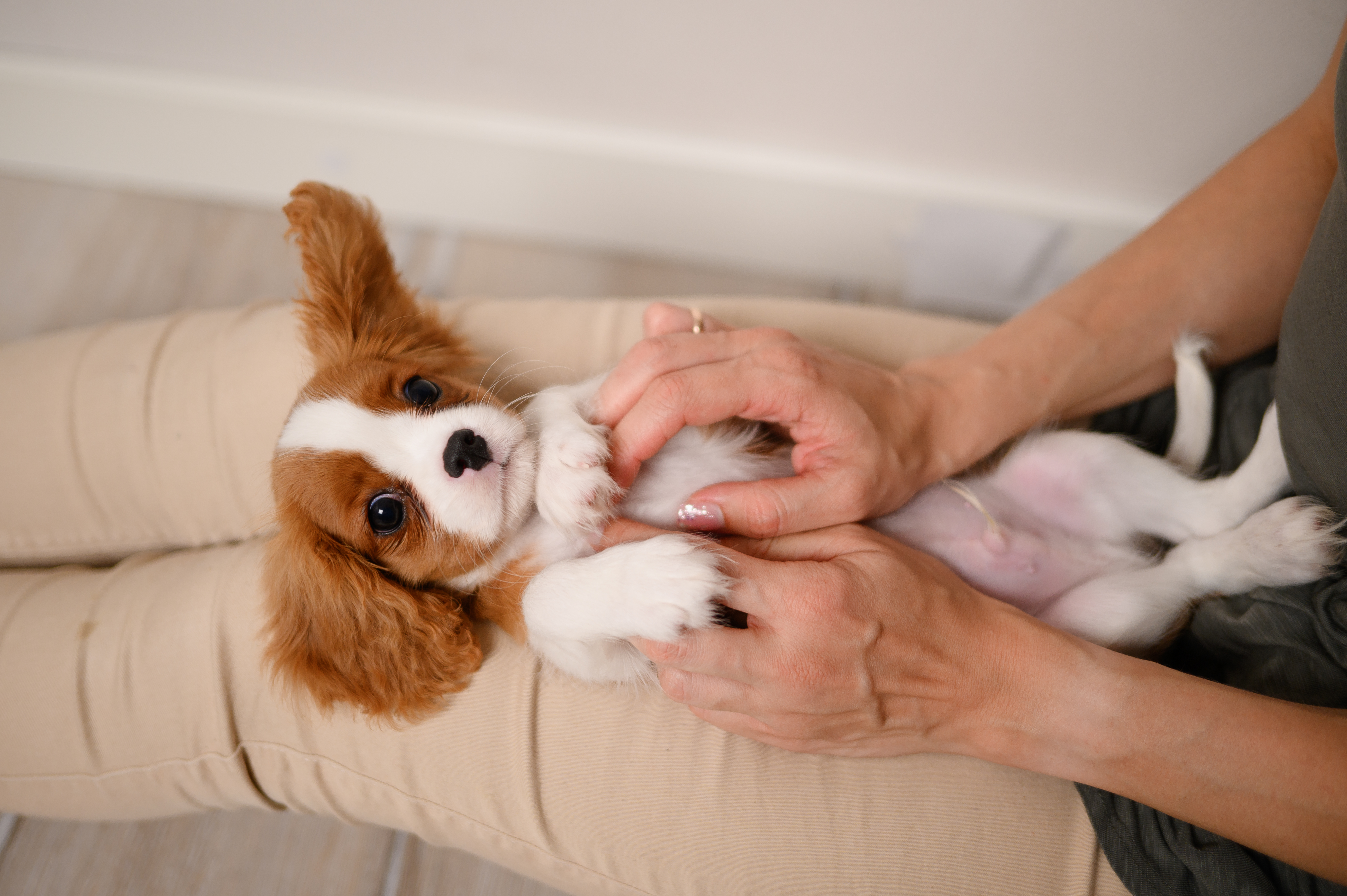 Cavalier King Charles Spaniel puppy lies on owner lap, she strokes his belly.Woman plays with her adorable pet, pets dog, relaxing in cozy apartment, enjoying communication with her pet. Rapid.