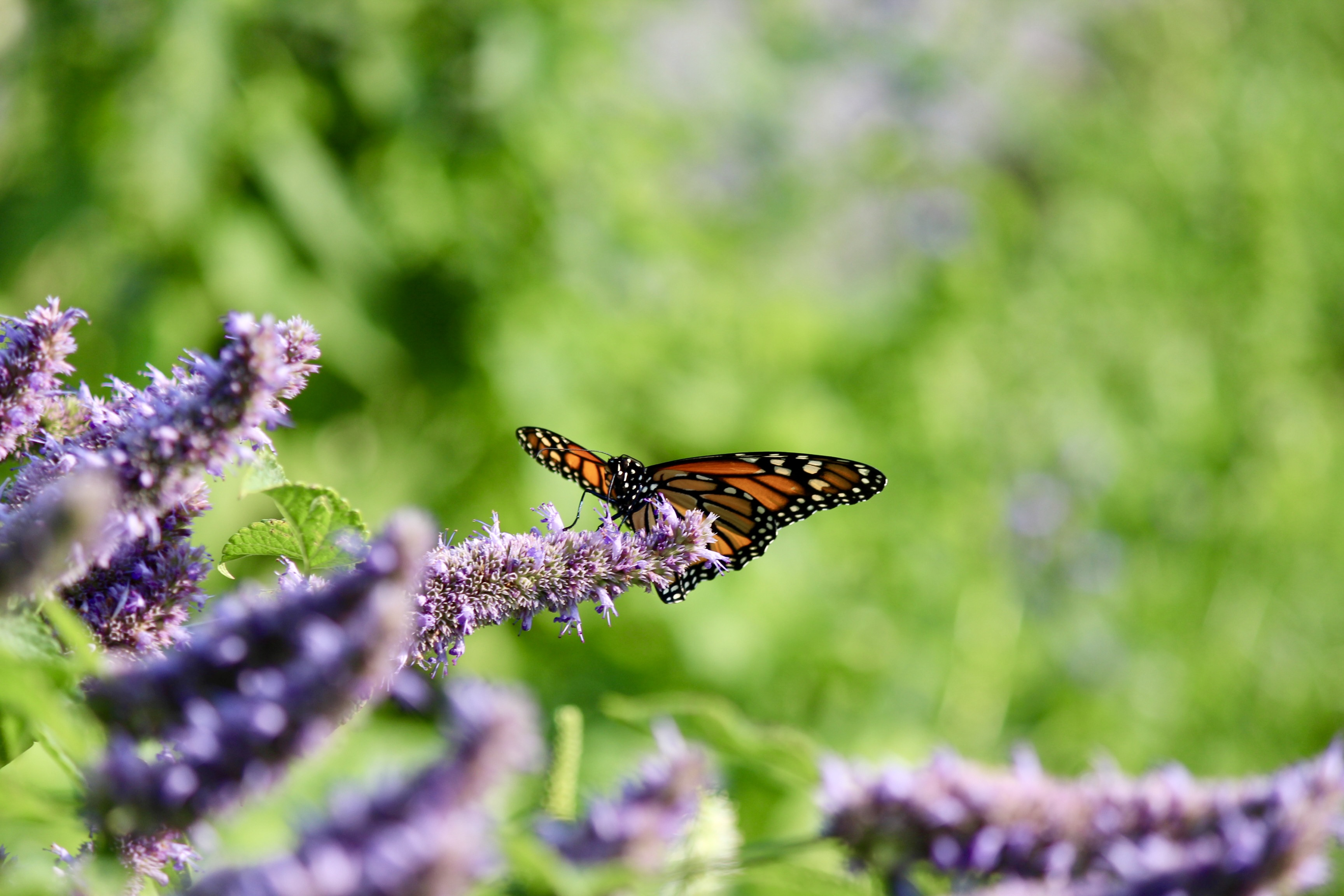 Monarch butterfly Monarch butterfly