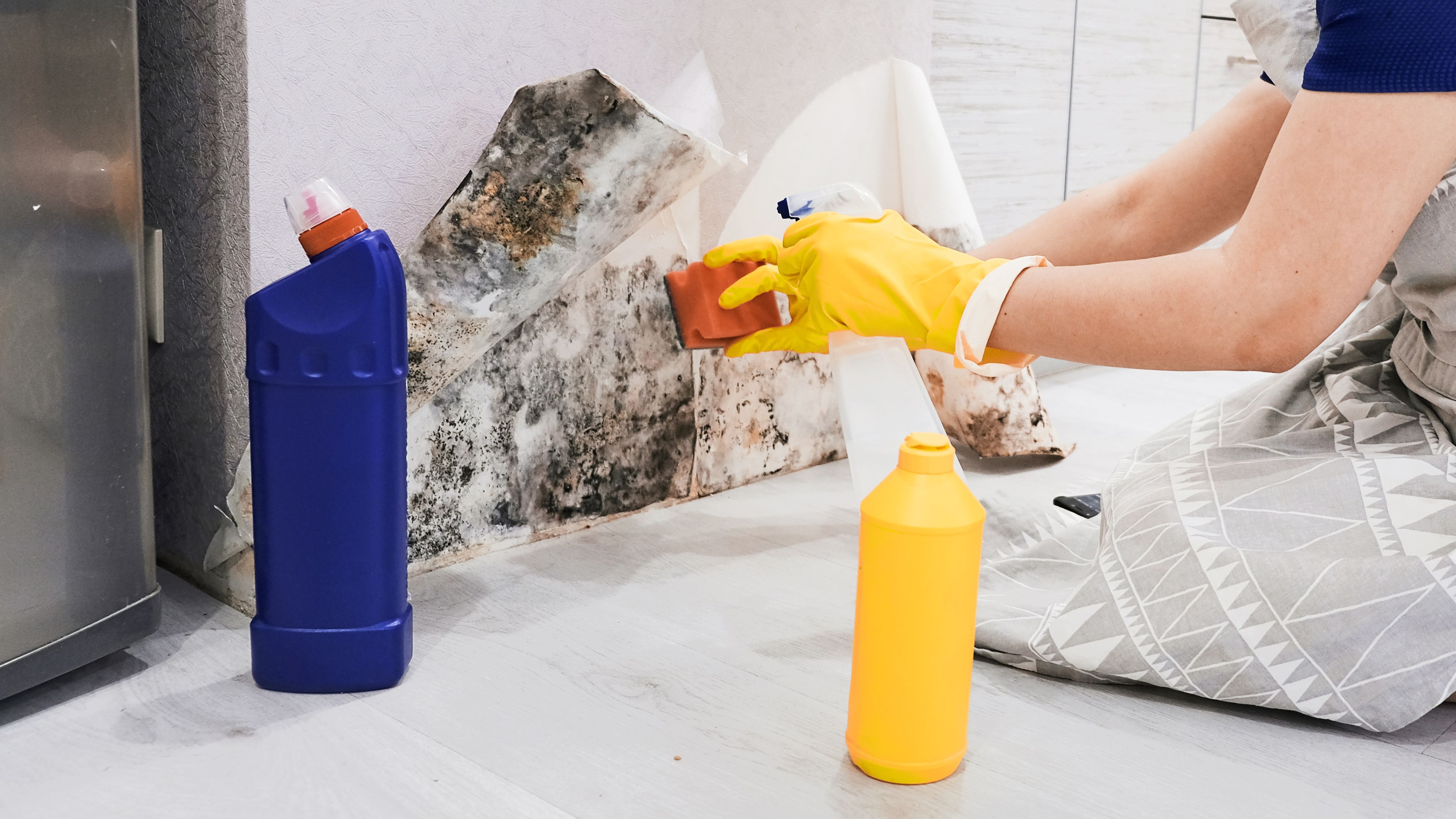 Housekeeper's Hand With Glove Cleaning Mold From Wall With Sponge And Spray Bottle