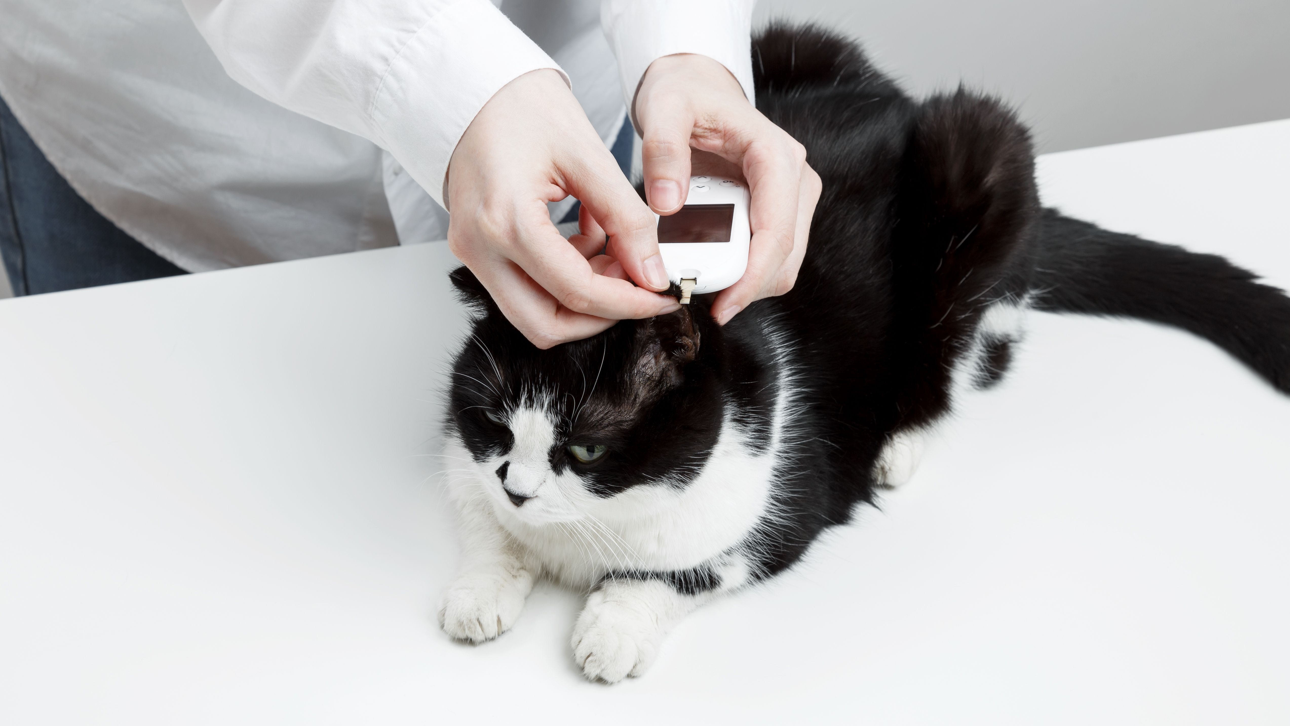 Use of glucometer for cat blood glucose test. Pets and diabetes concept