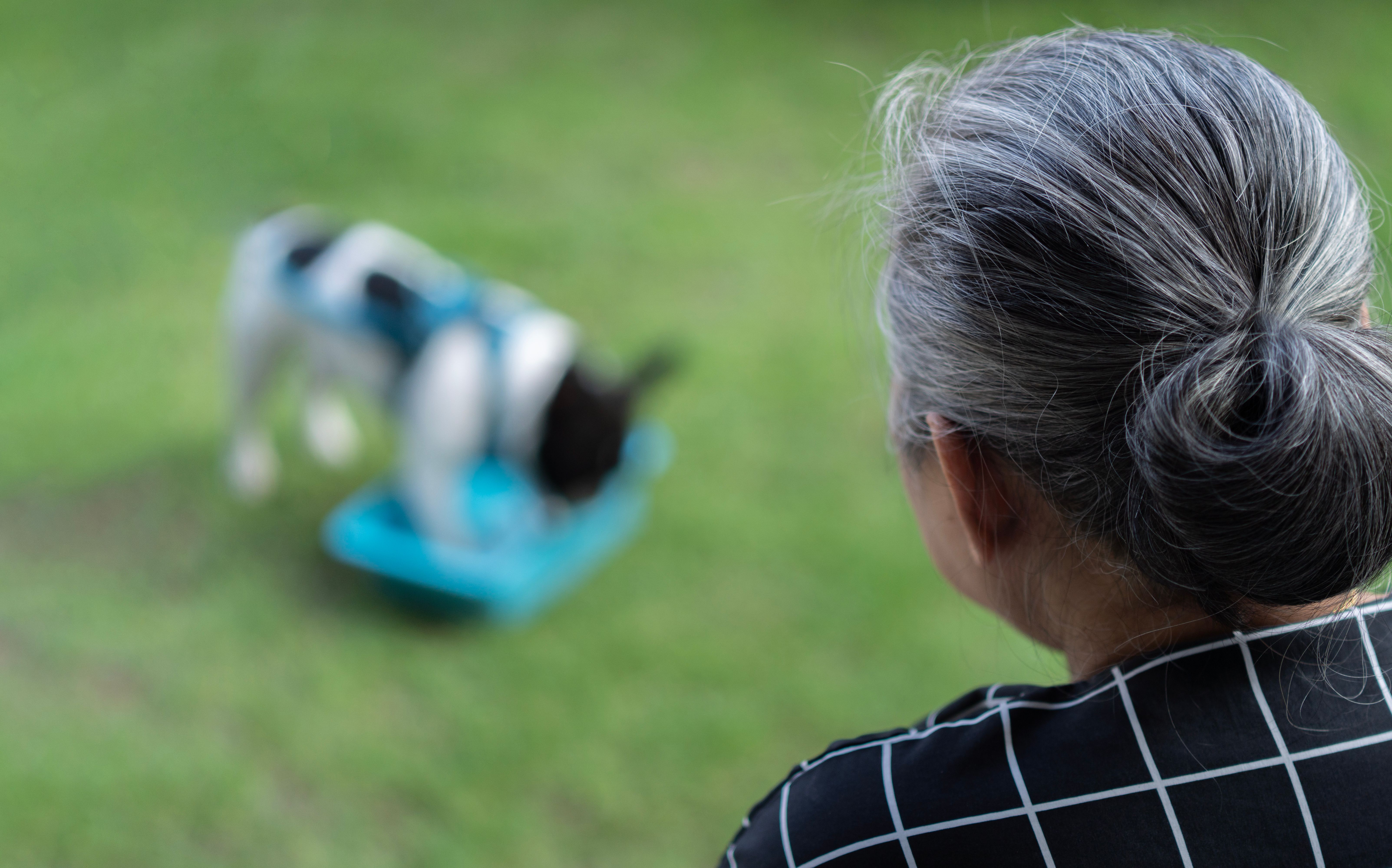 robotic pets seniors