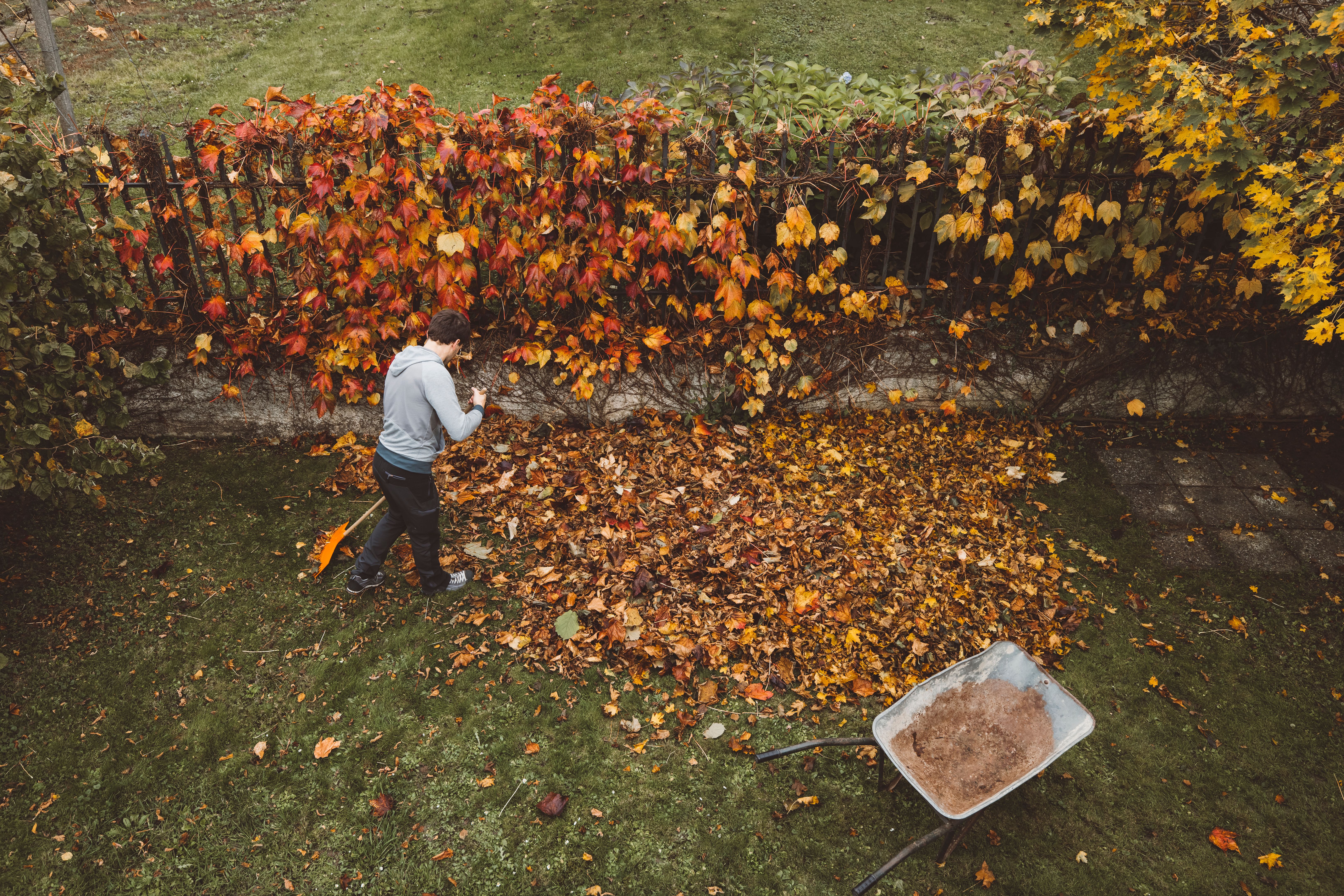 autumn garden