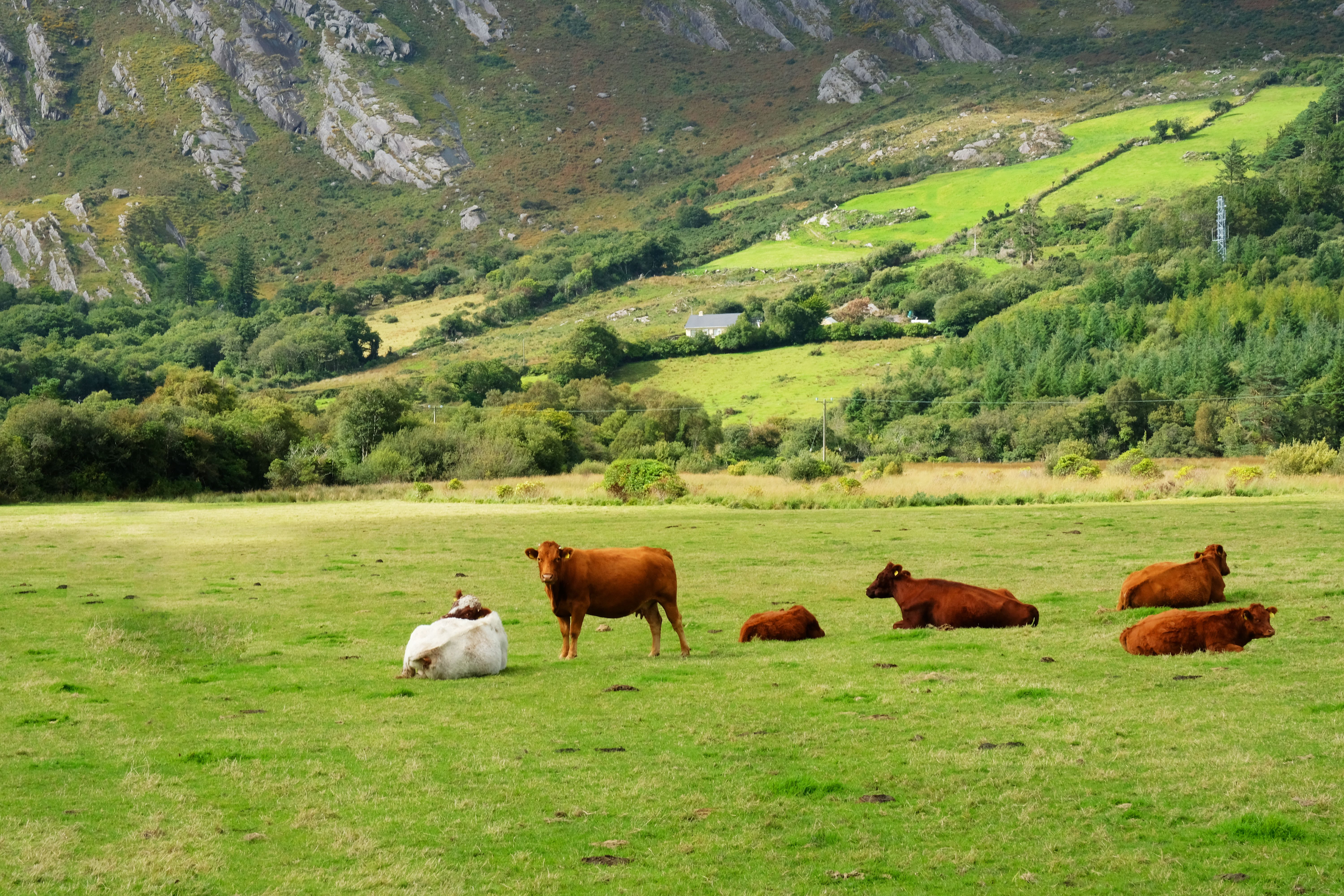 Beef Cattle, County Kerry, Ireland