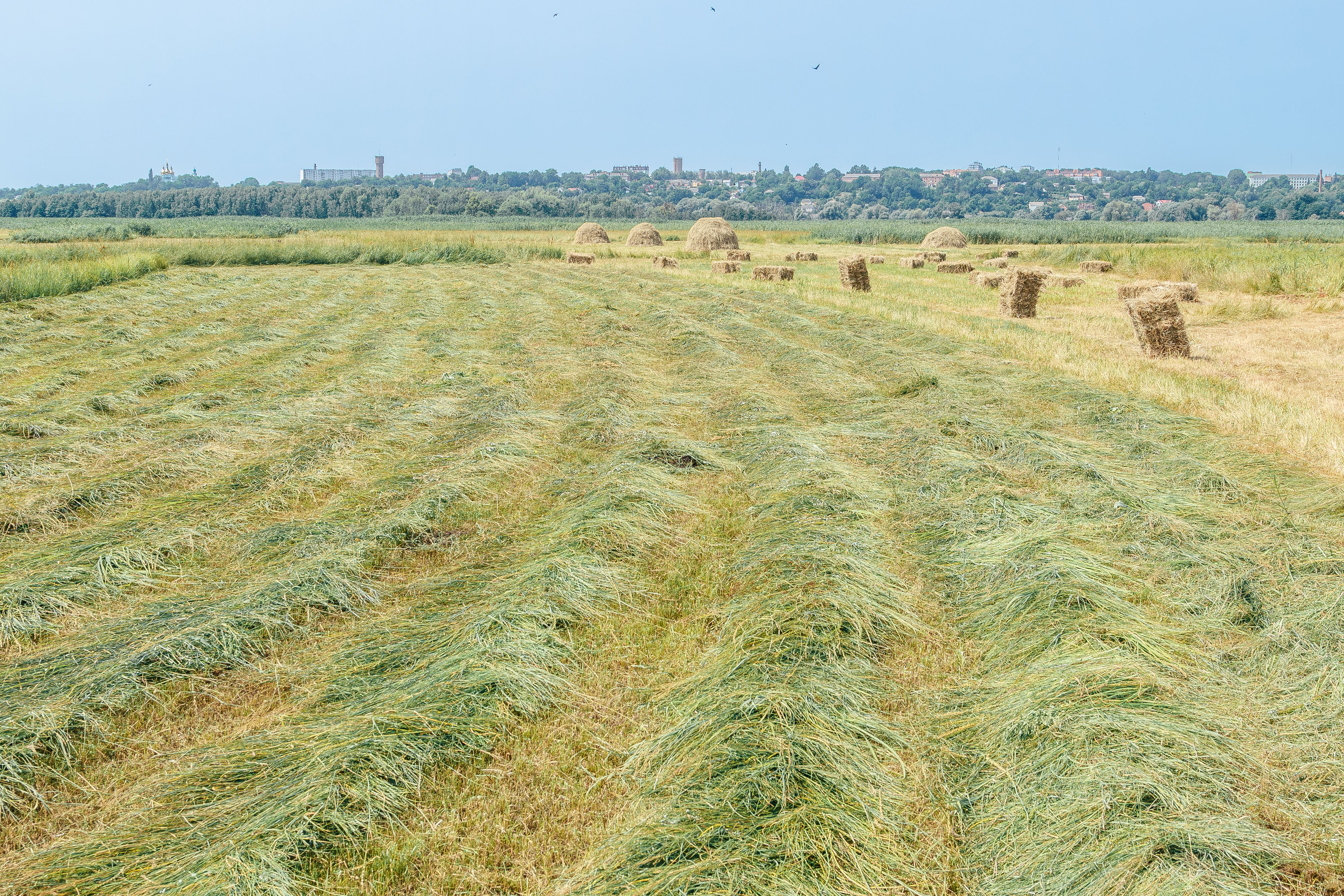 hay drying