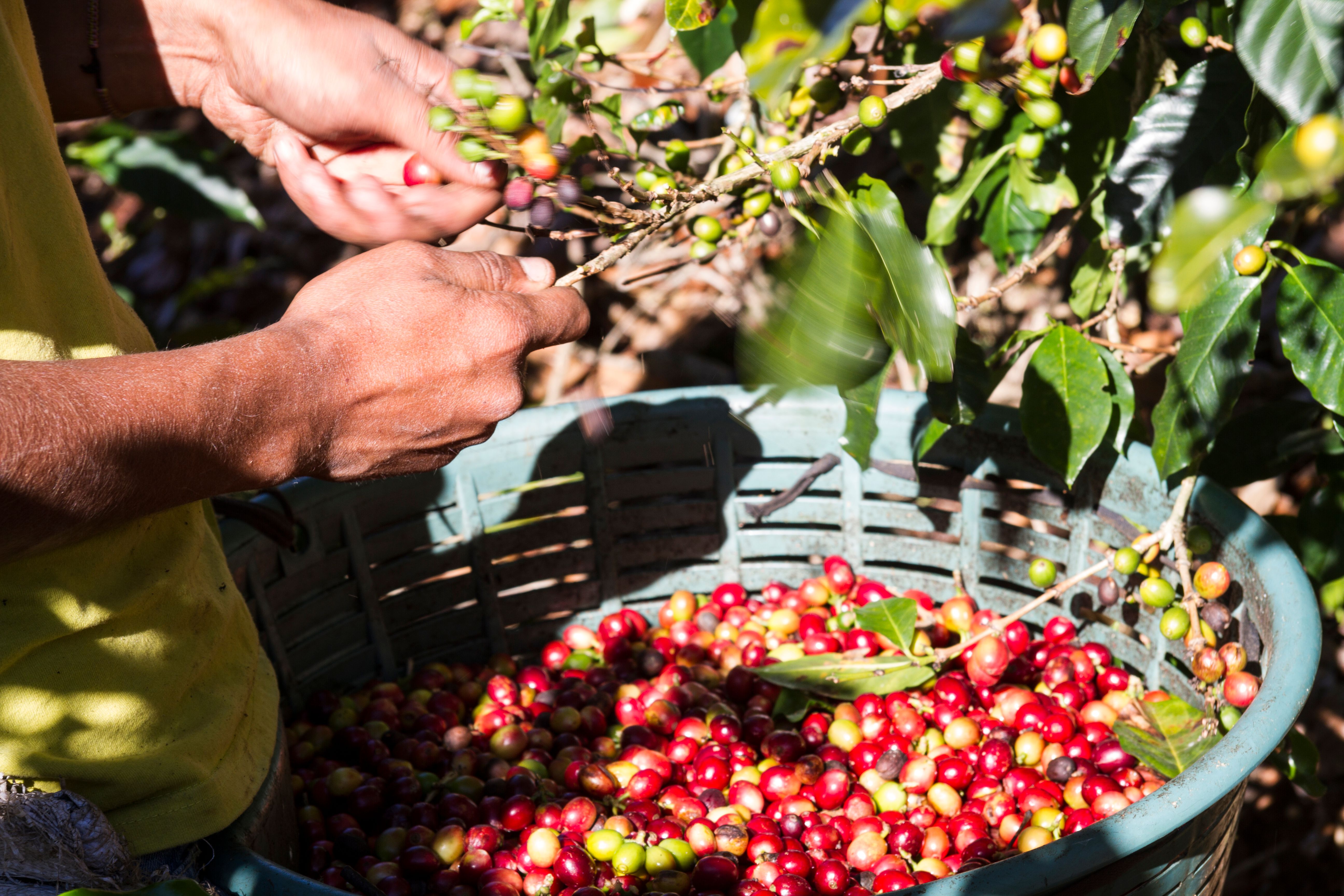 sustainable coffee farming