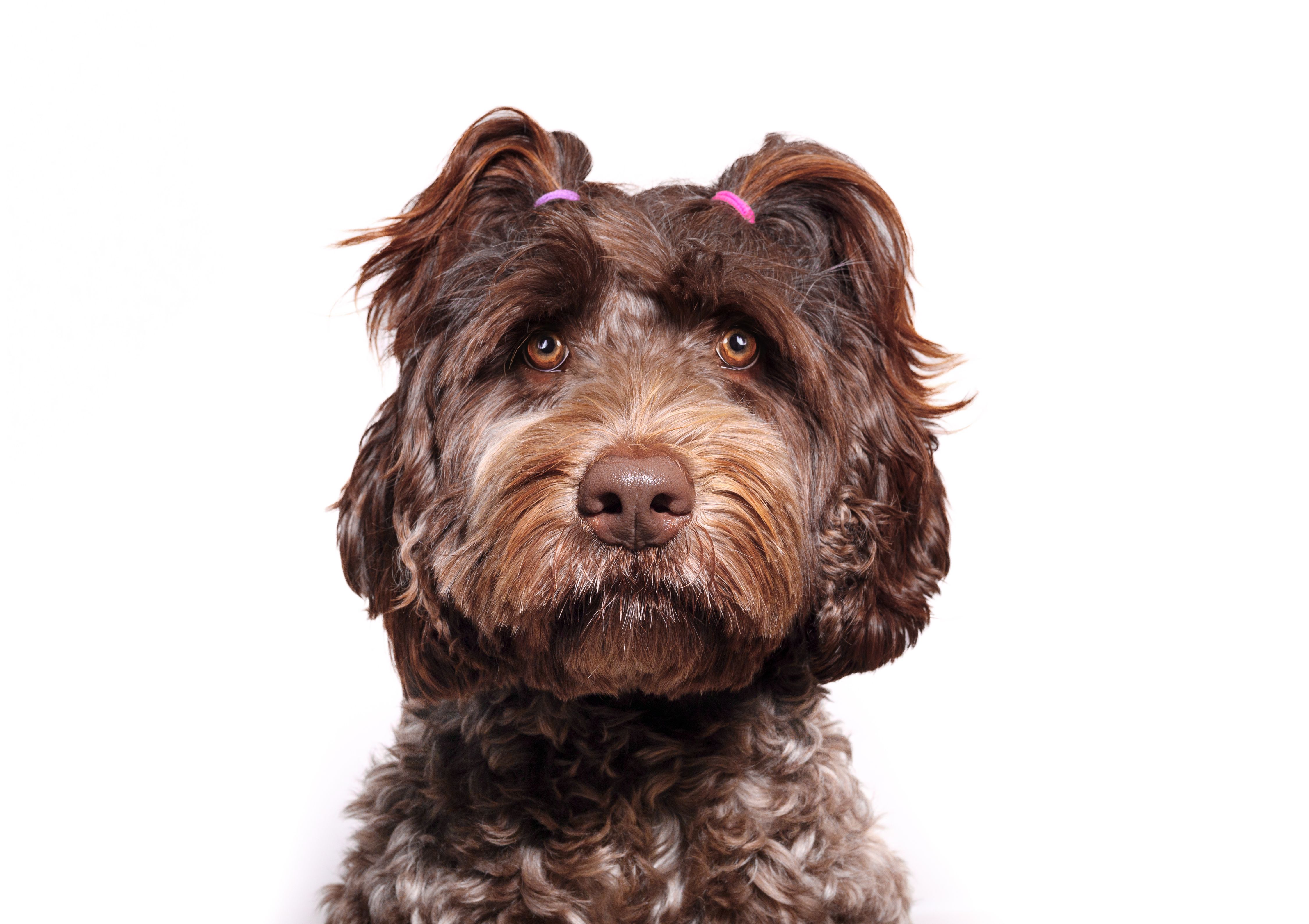 organized pet supplies