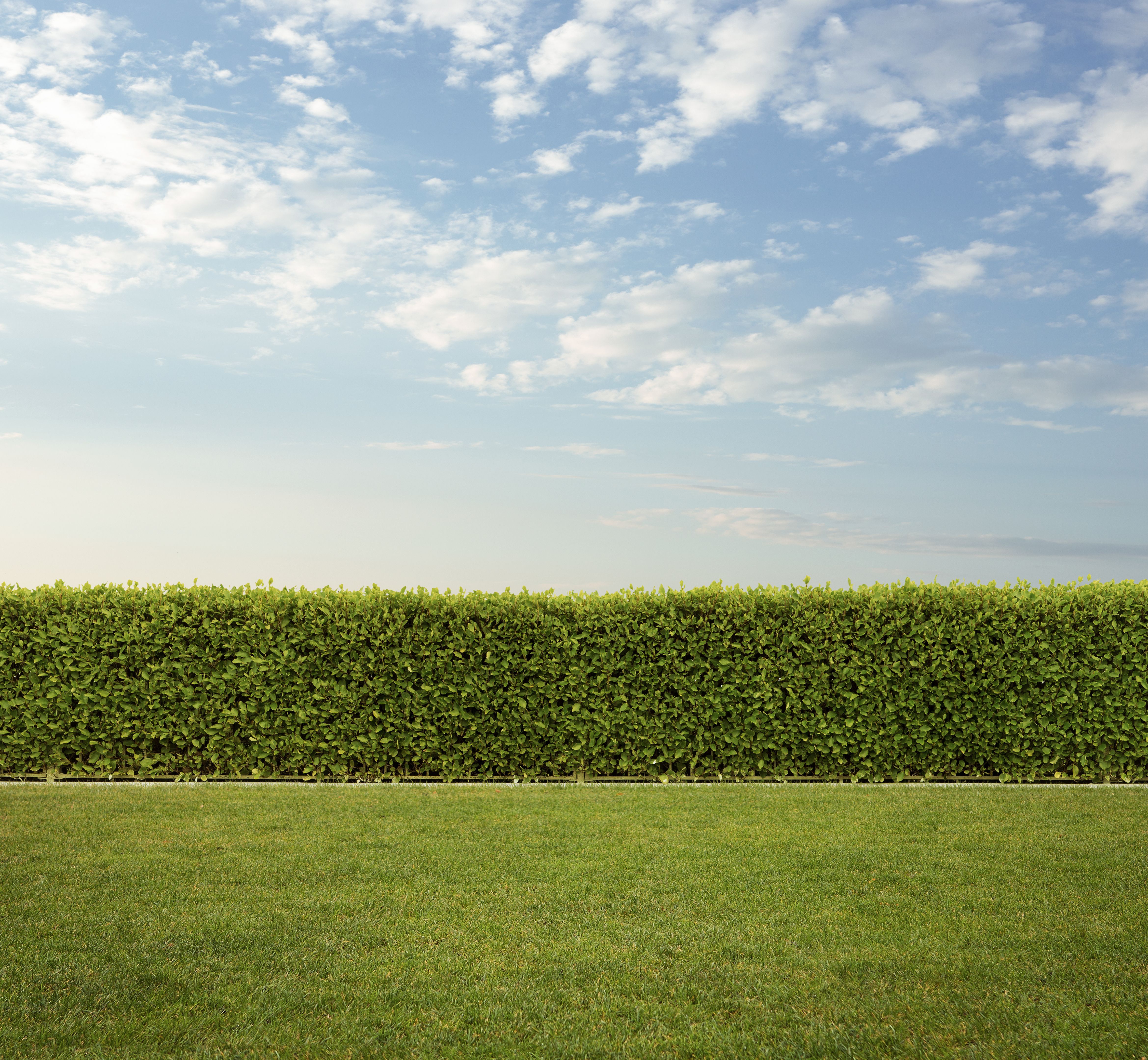 minimalist garden