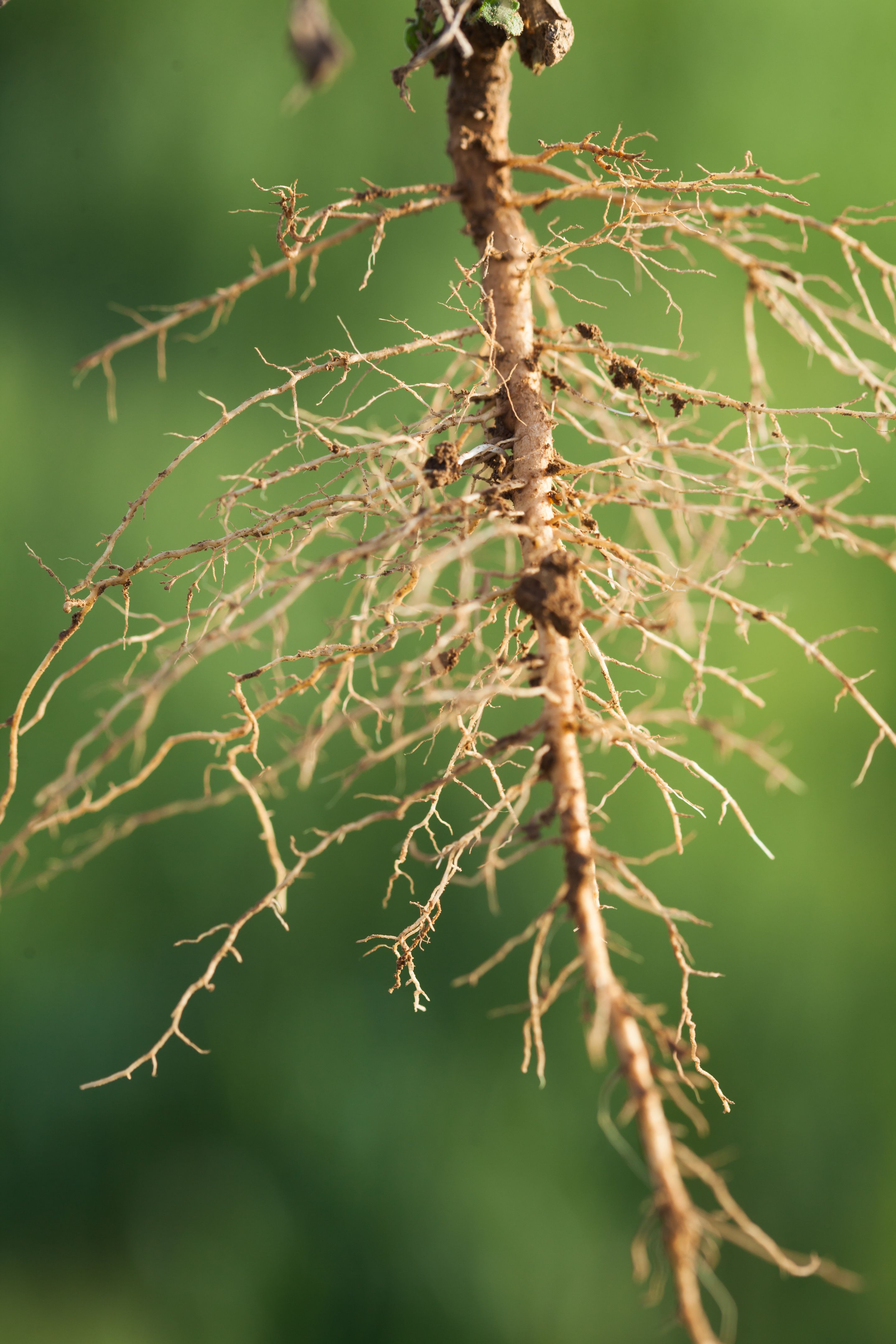 Roots of a plant