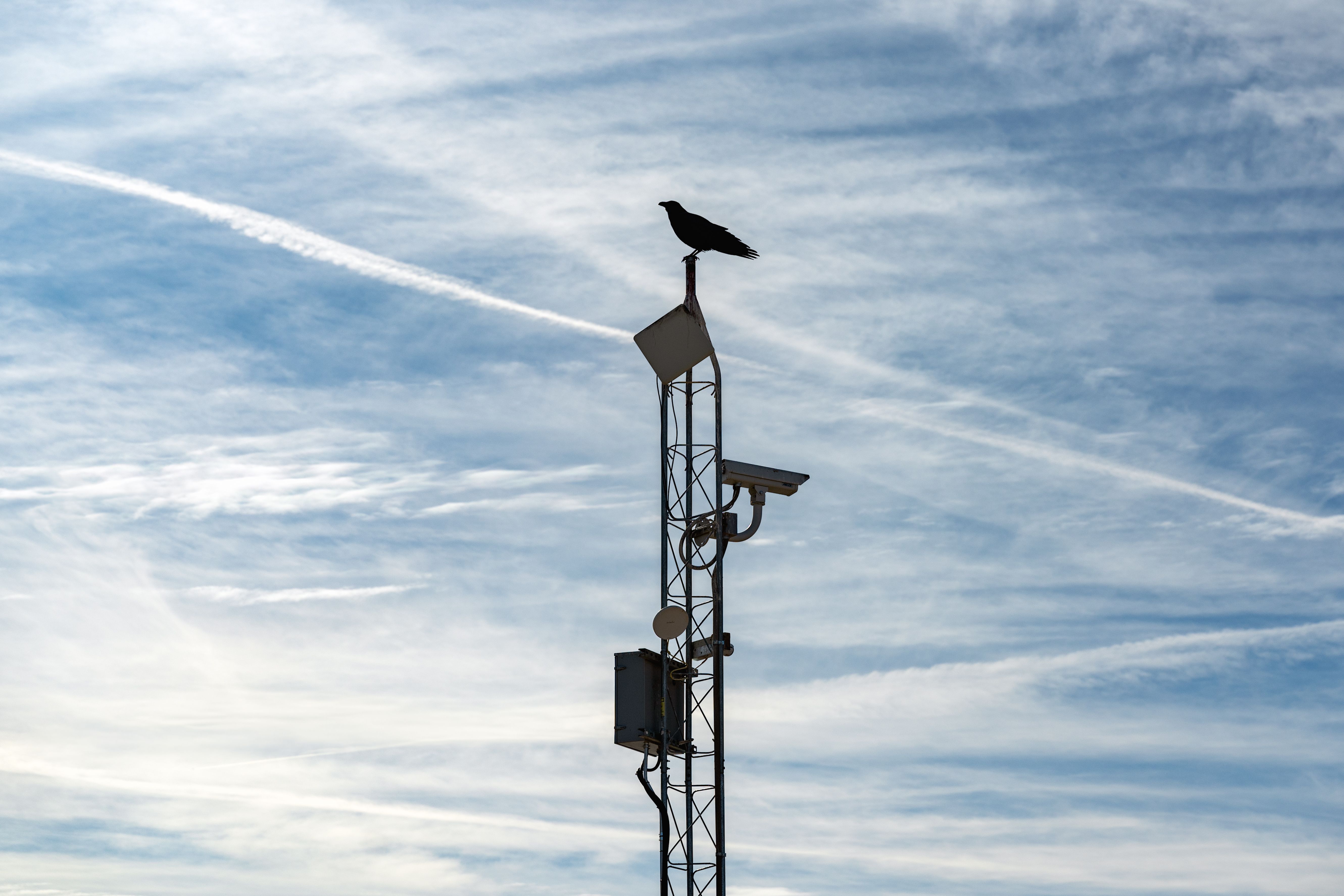bird radar technology