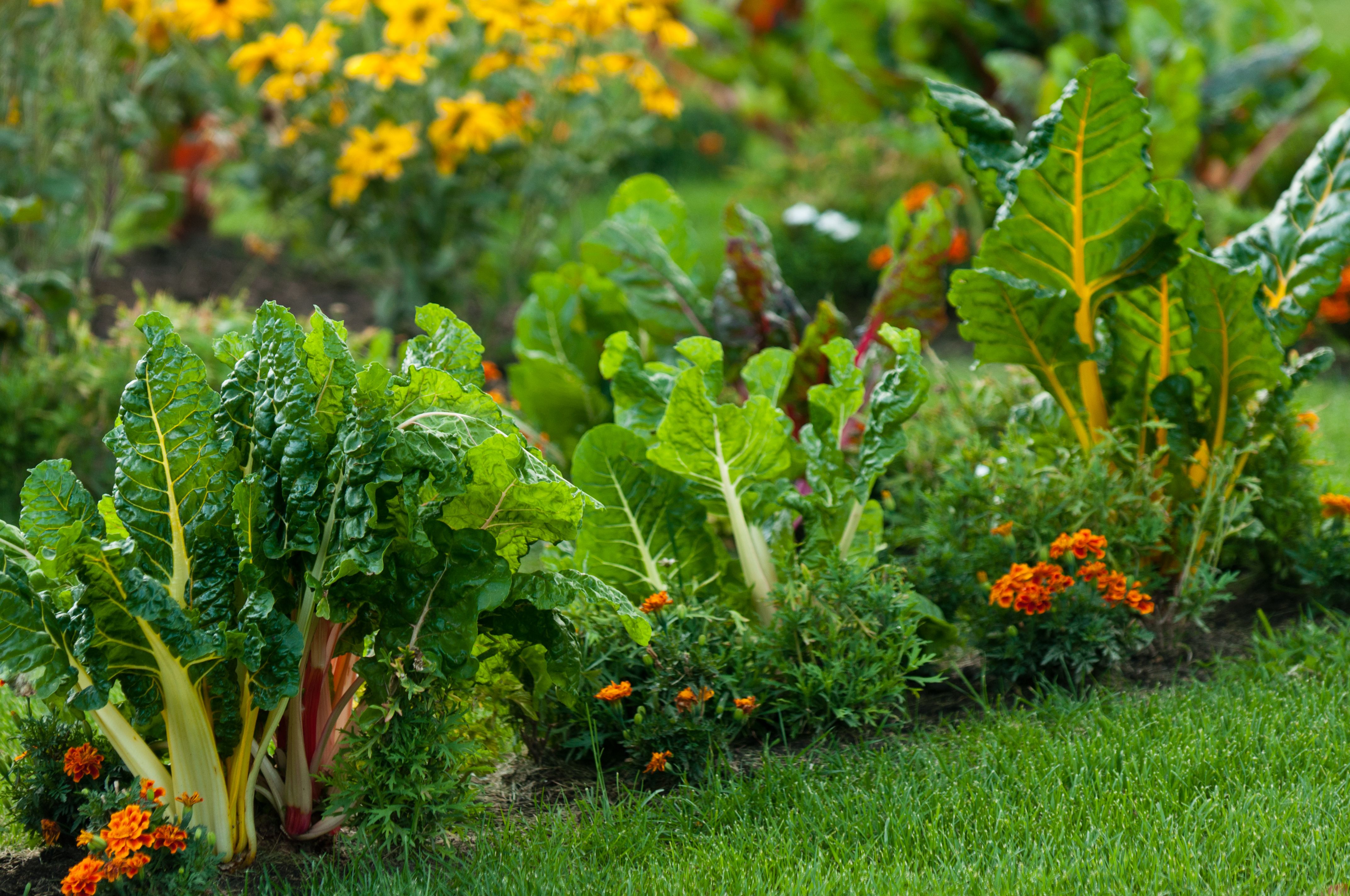 edible landscaping