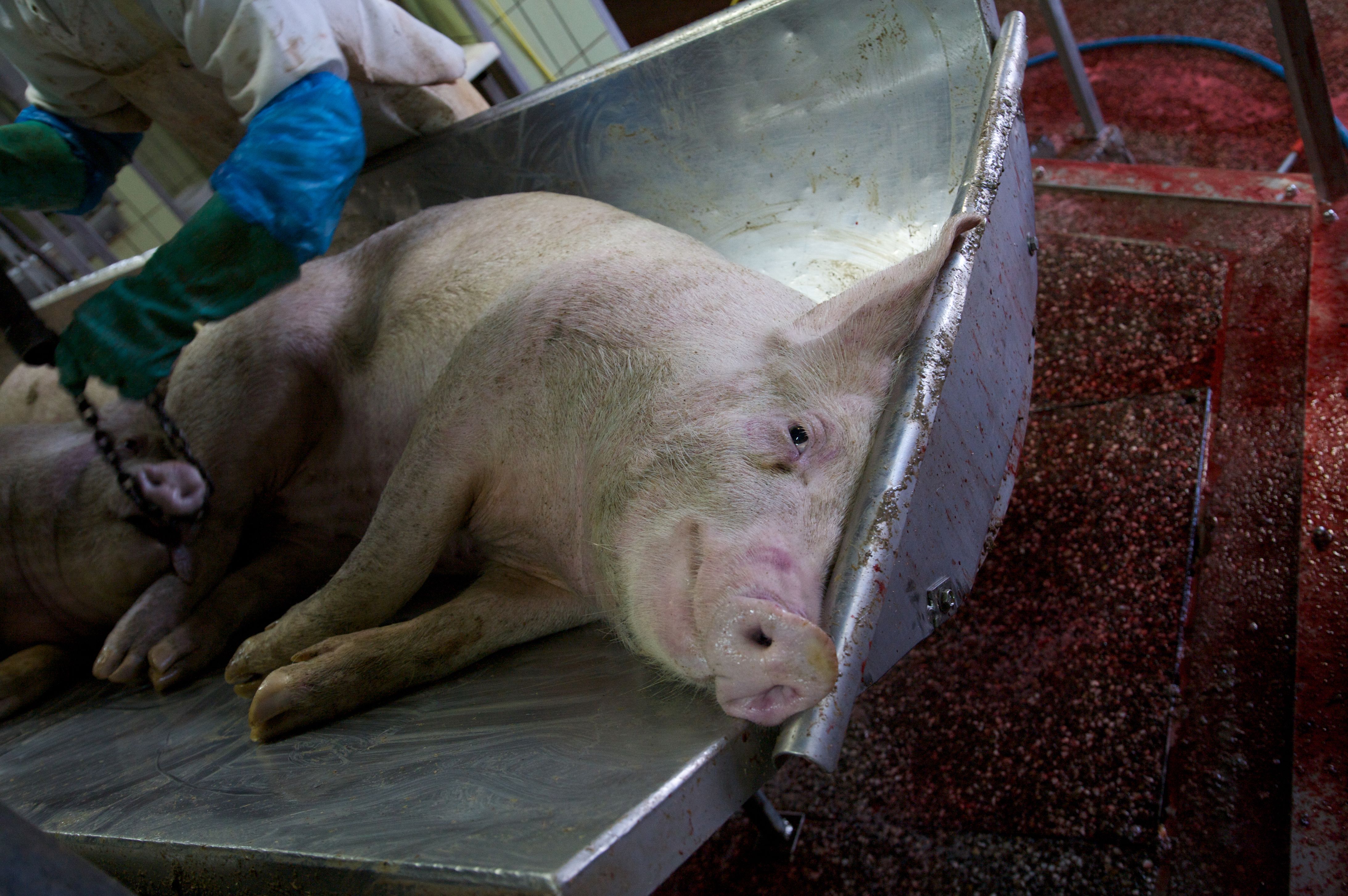 pig slaughterhouse