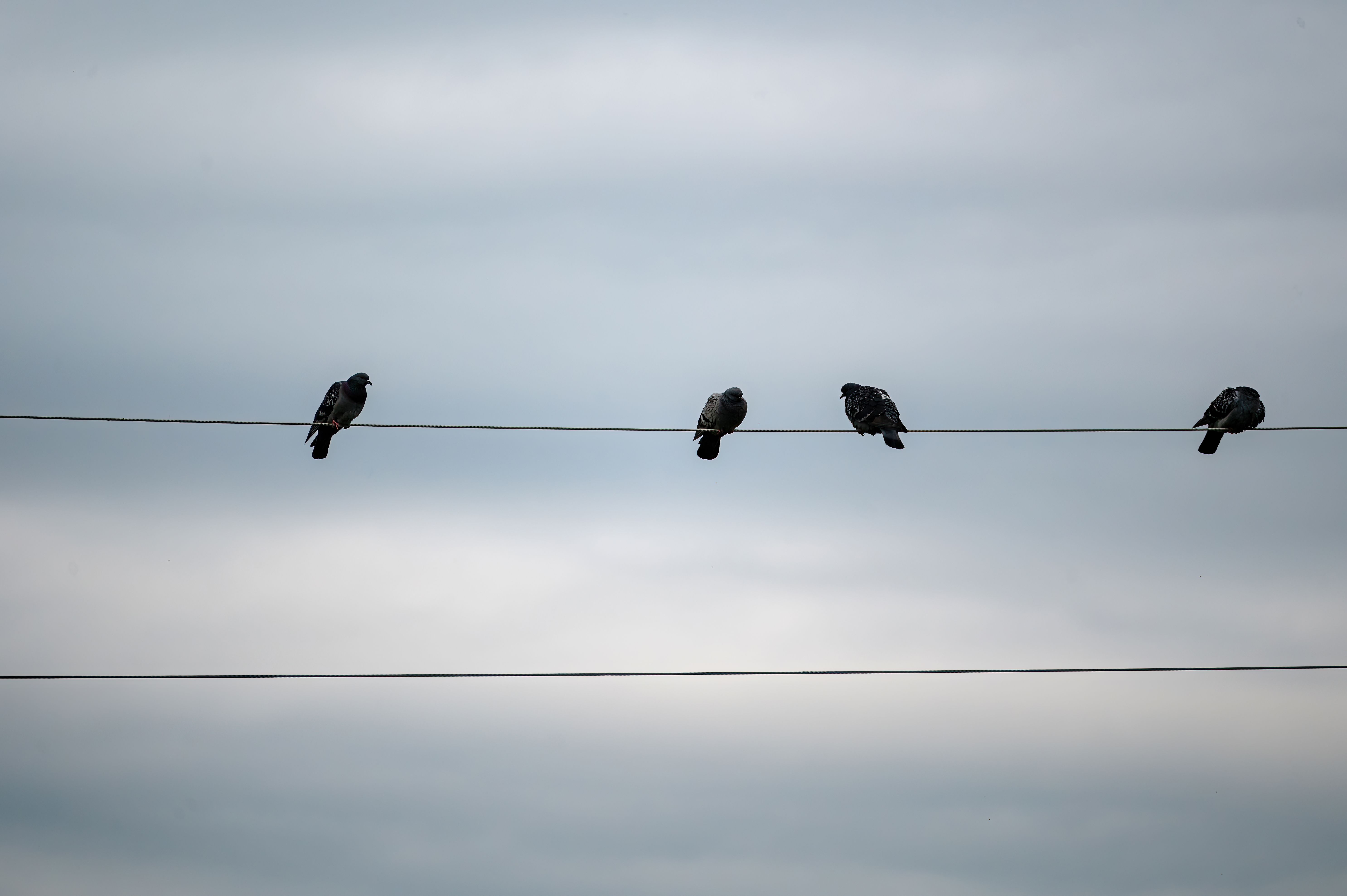 bird on power line