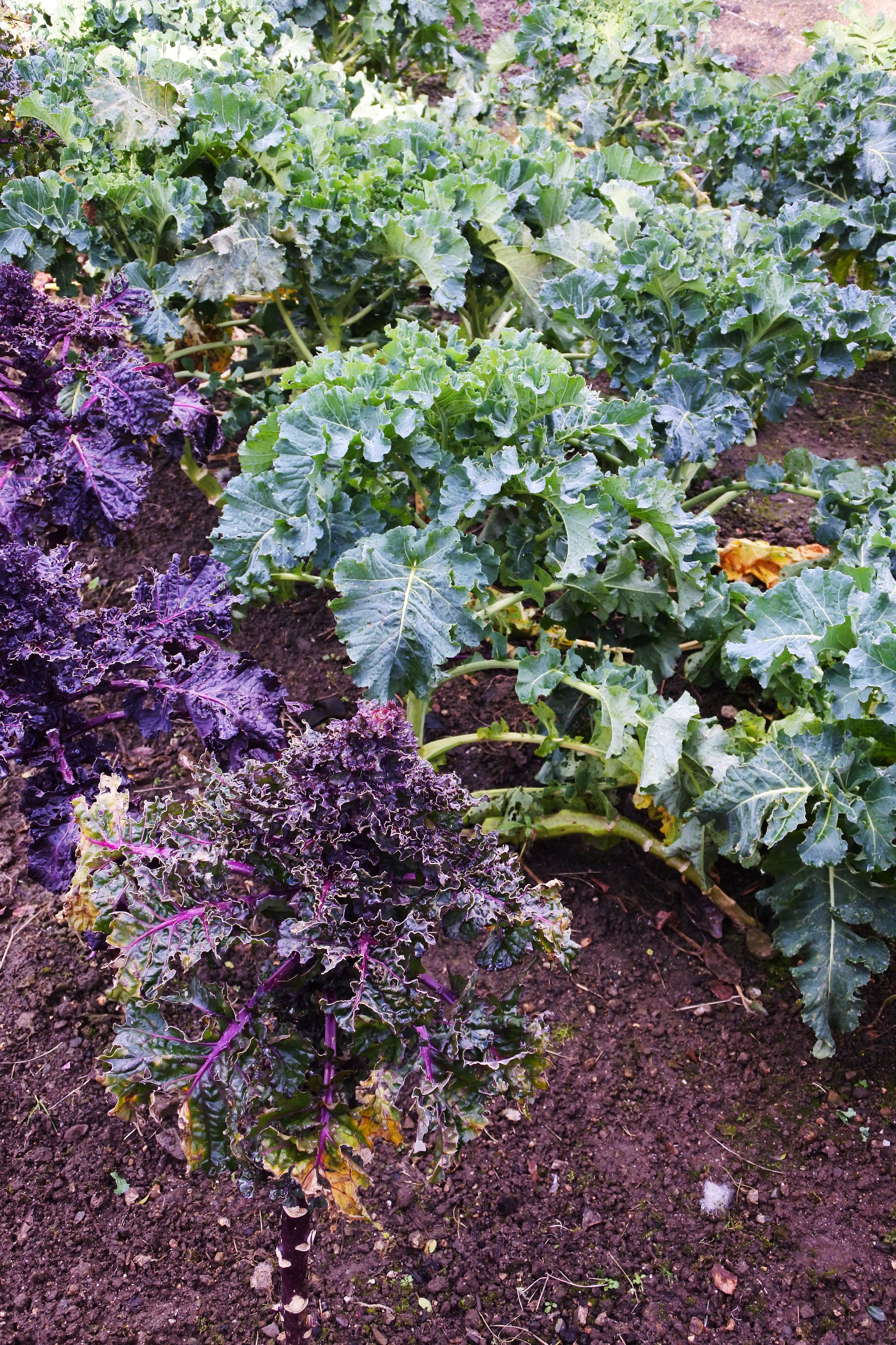 Winter Brassicas Winter Brassicas