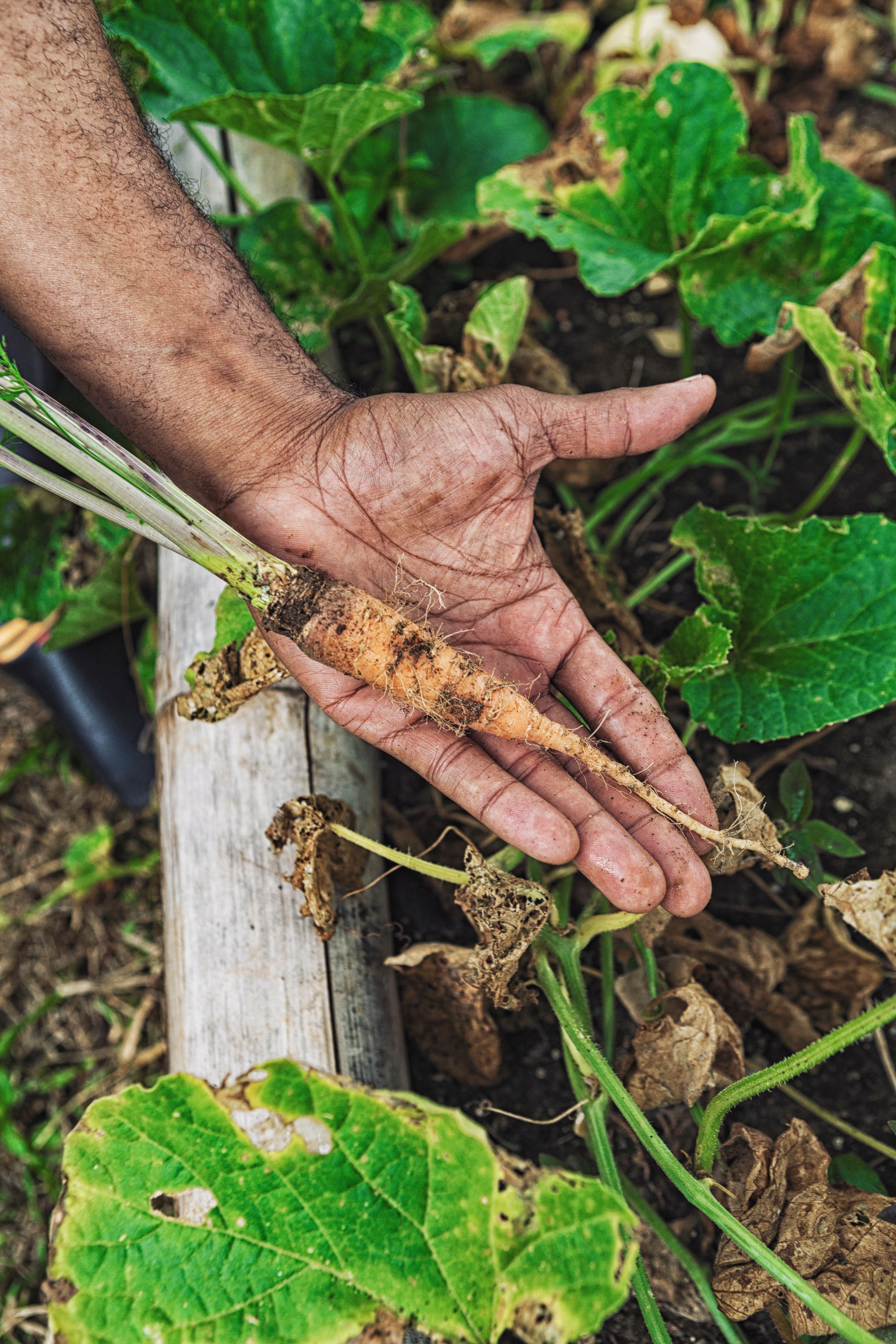 local produce Jamaica
