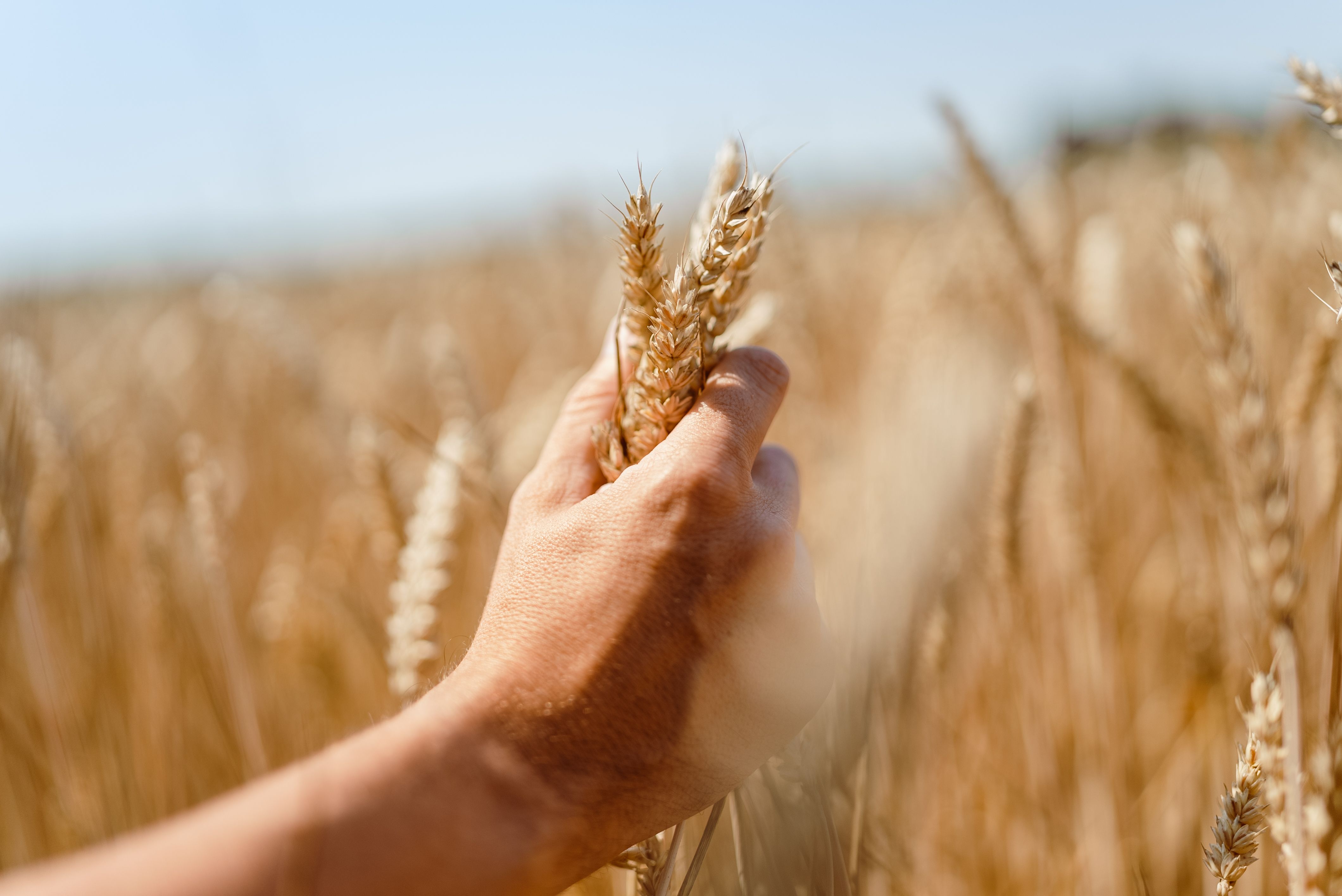 Farmer inspecting his wheat crops