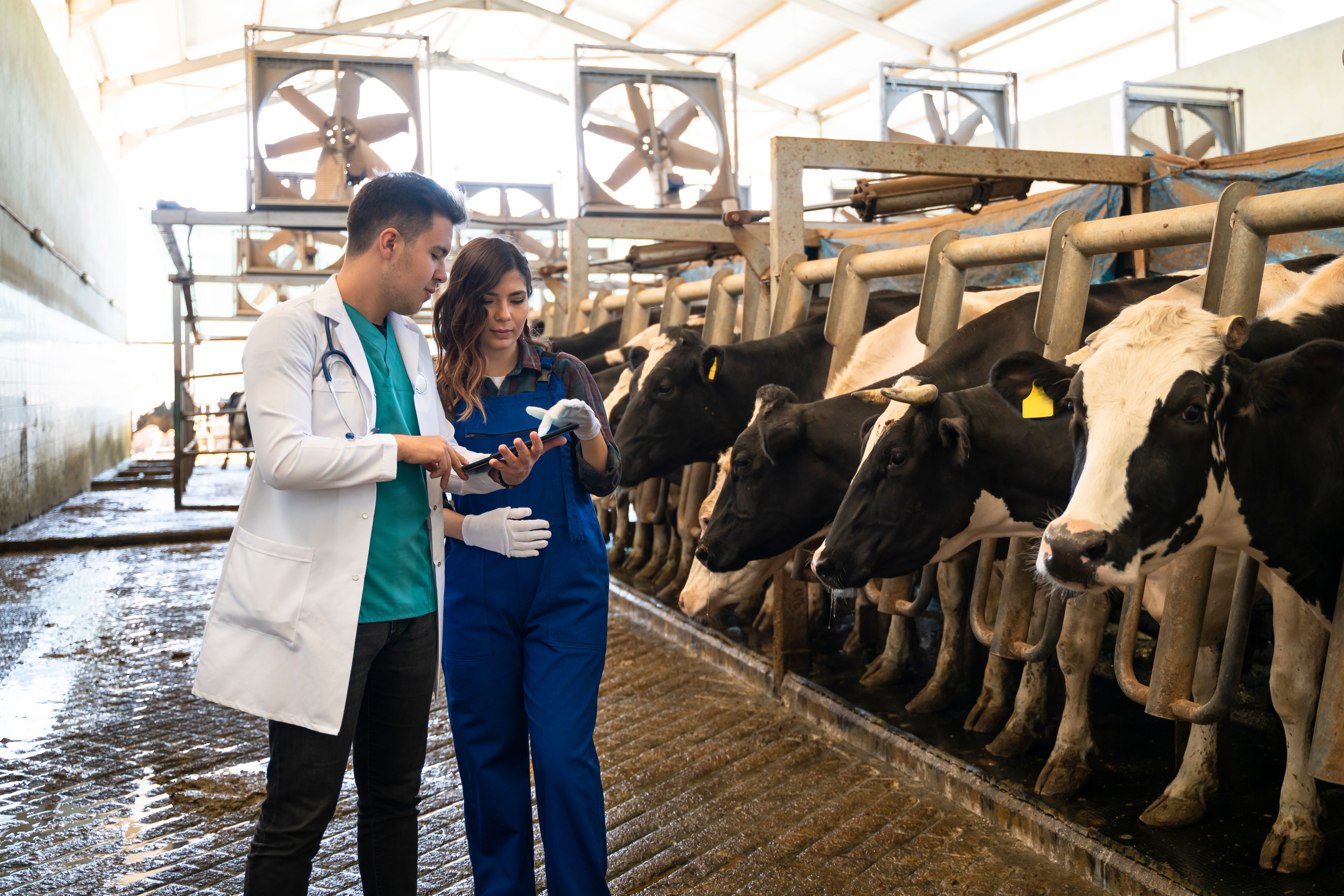 livestock health