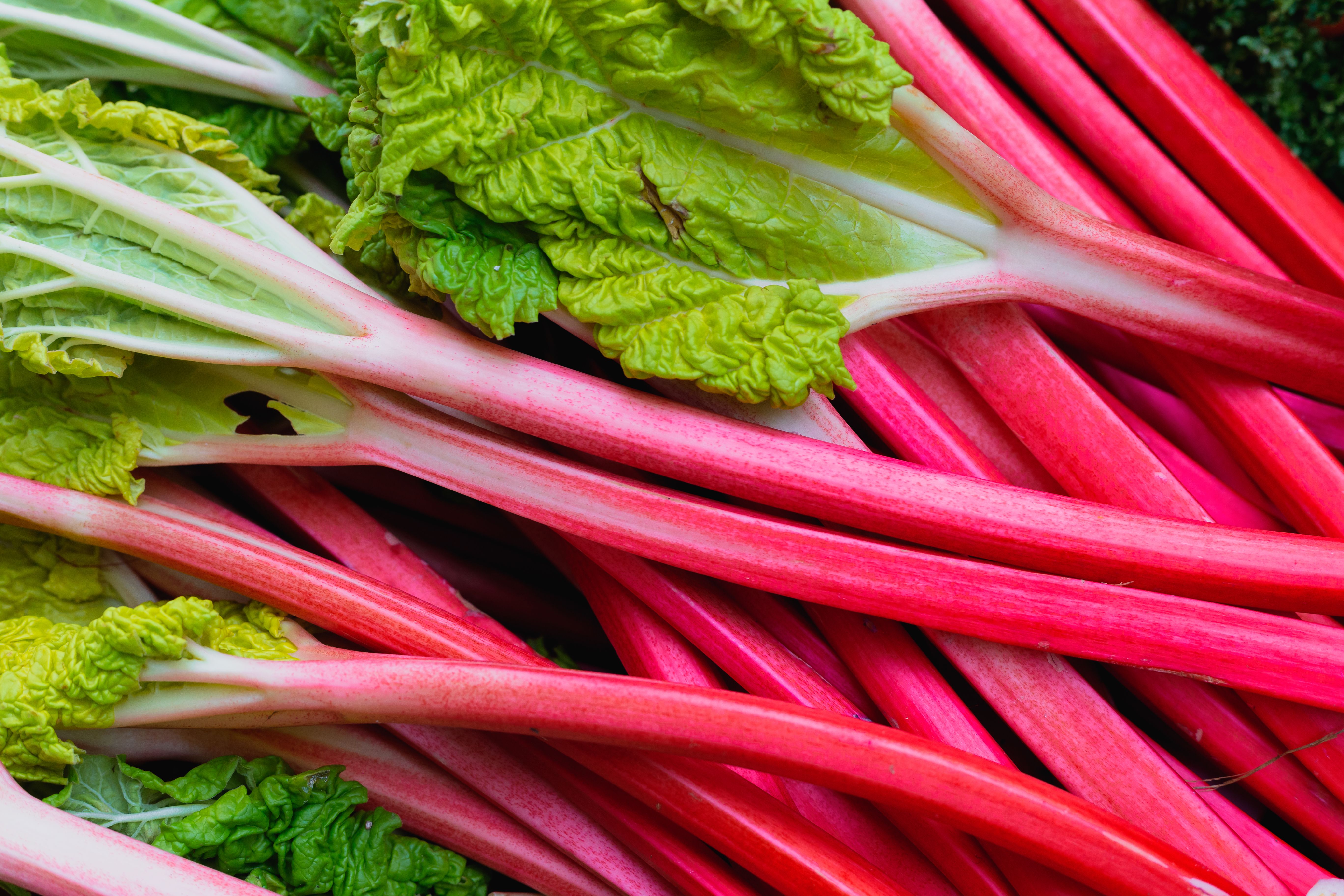 rhubarb stalks