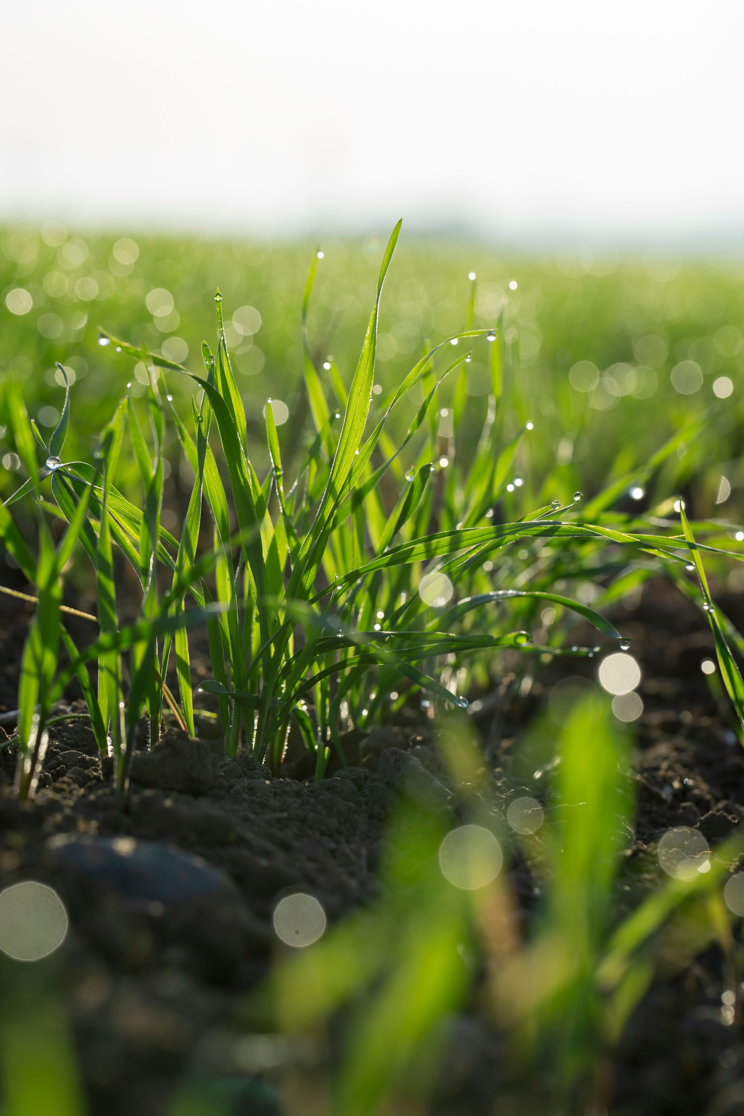 Насіння ярої пшениці — сорти Емір, Токата, Соломія, Кітрі