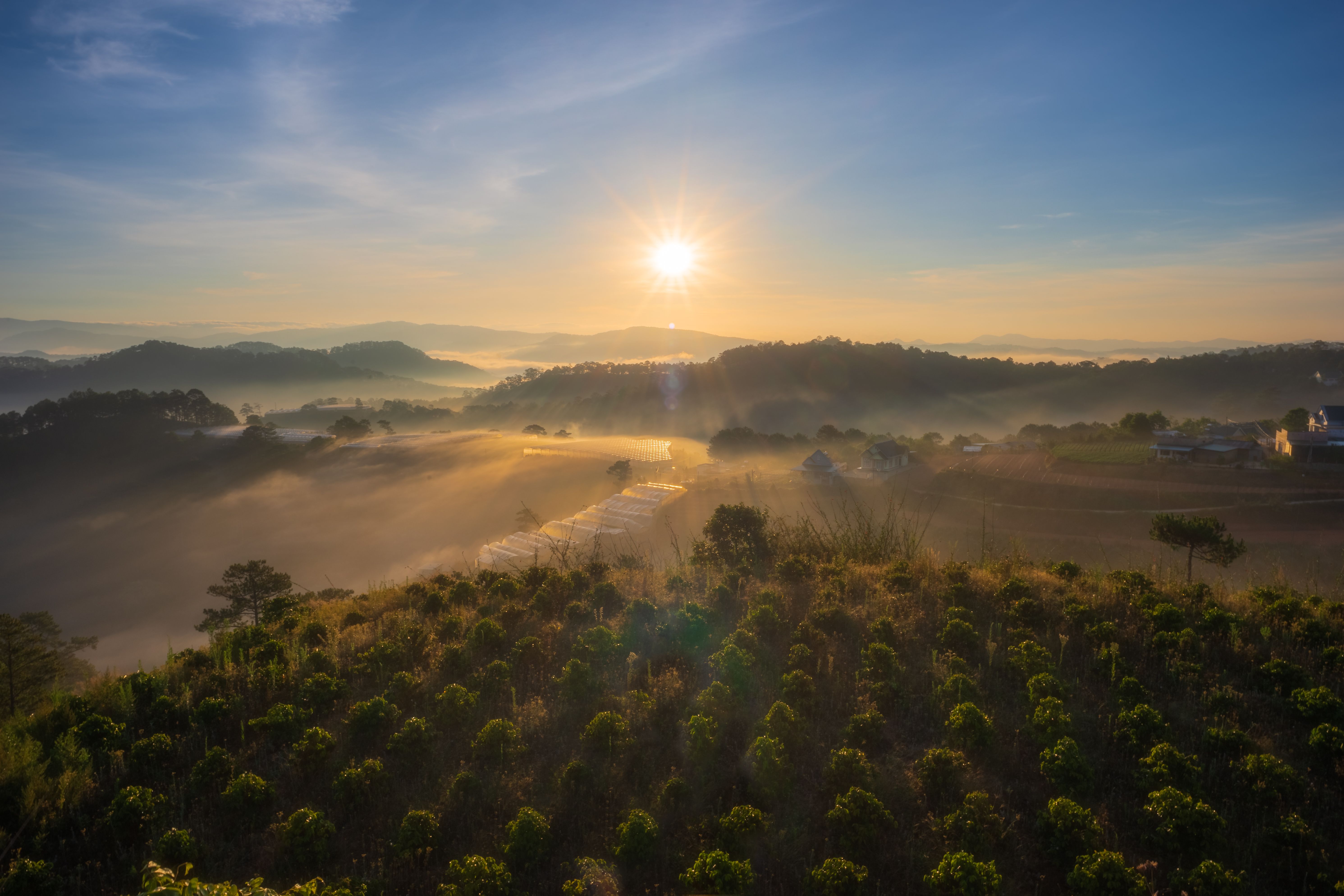 coffee farm