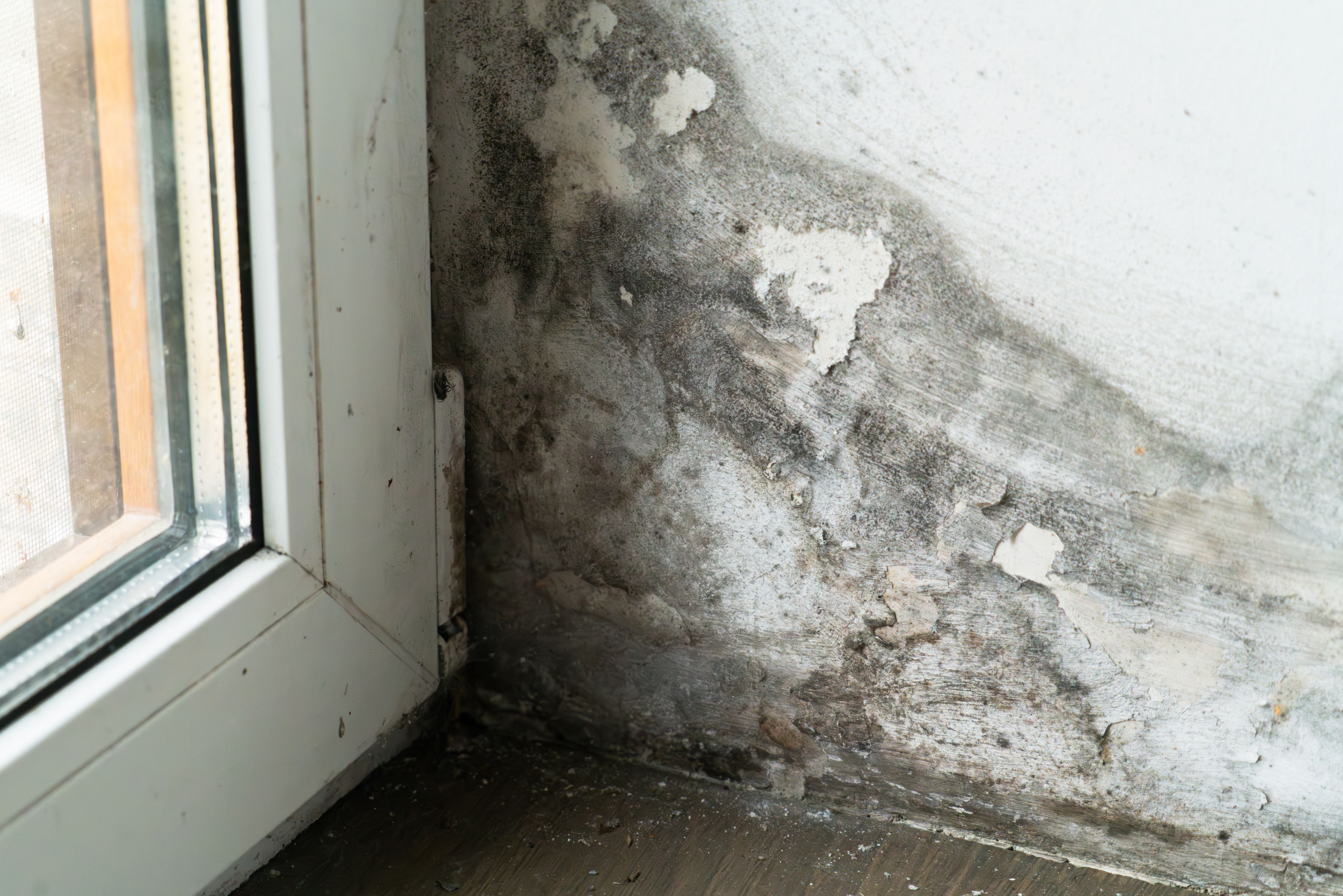 mold inspection