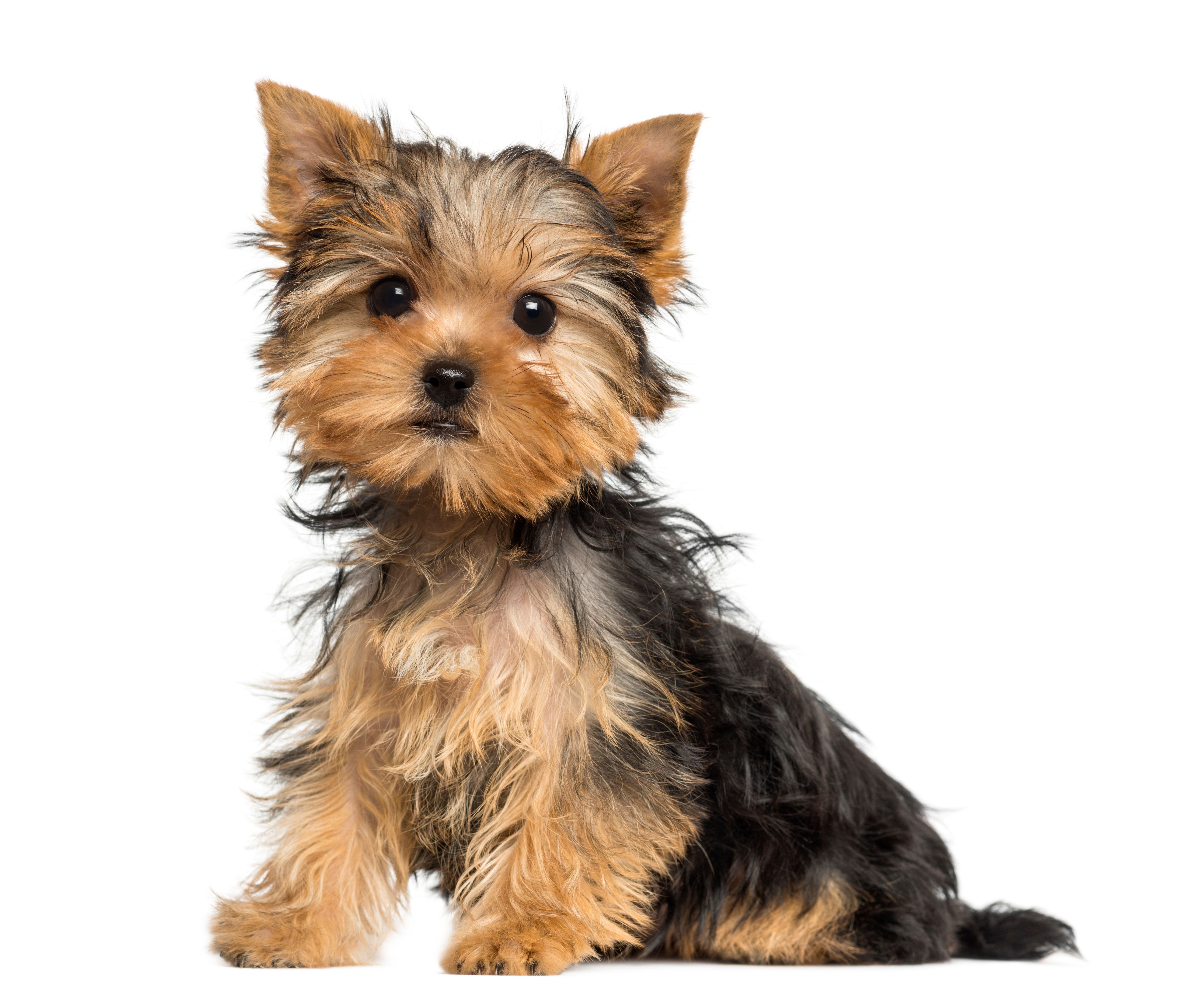 yorkie puppy
