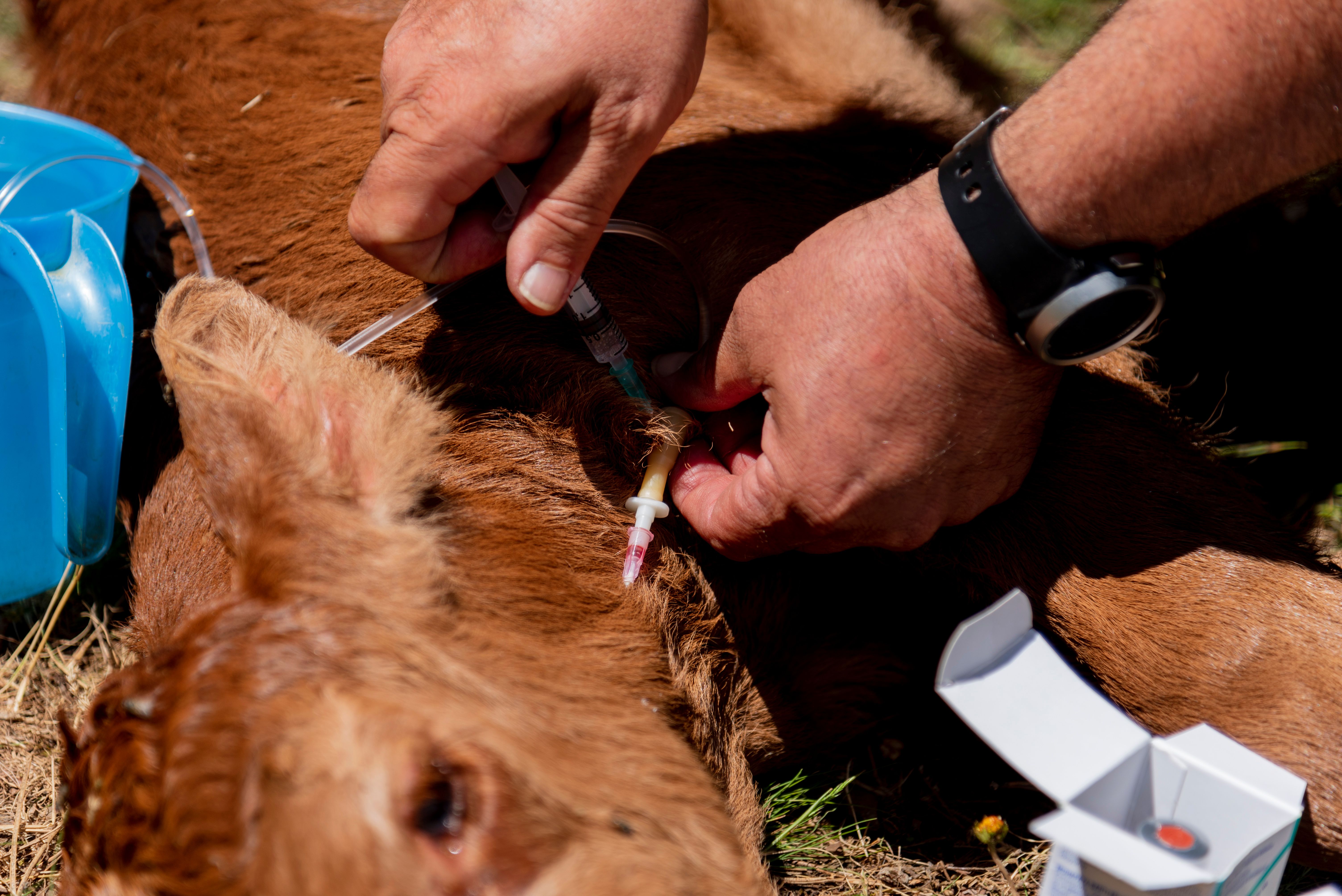 highland cattle health check