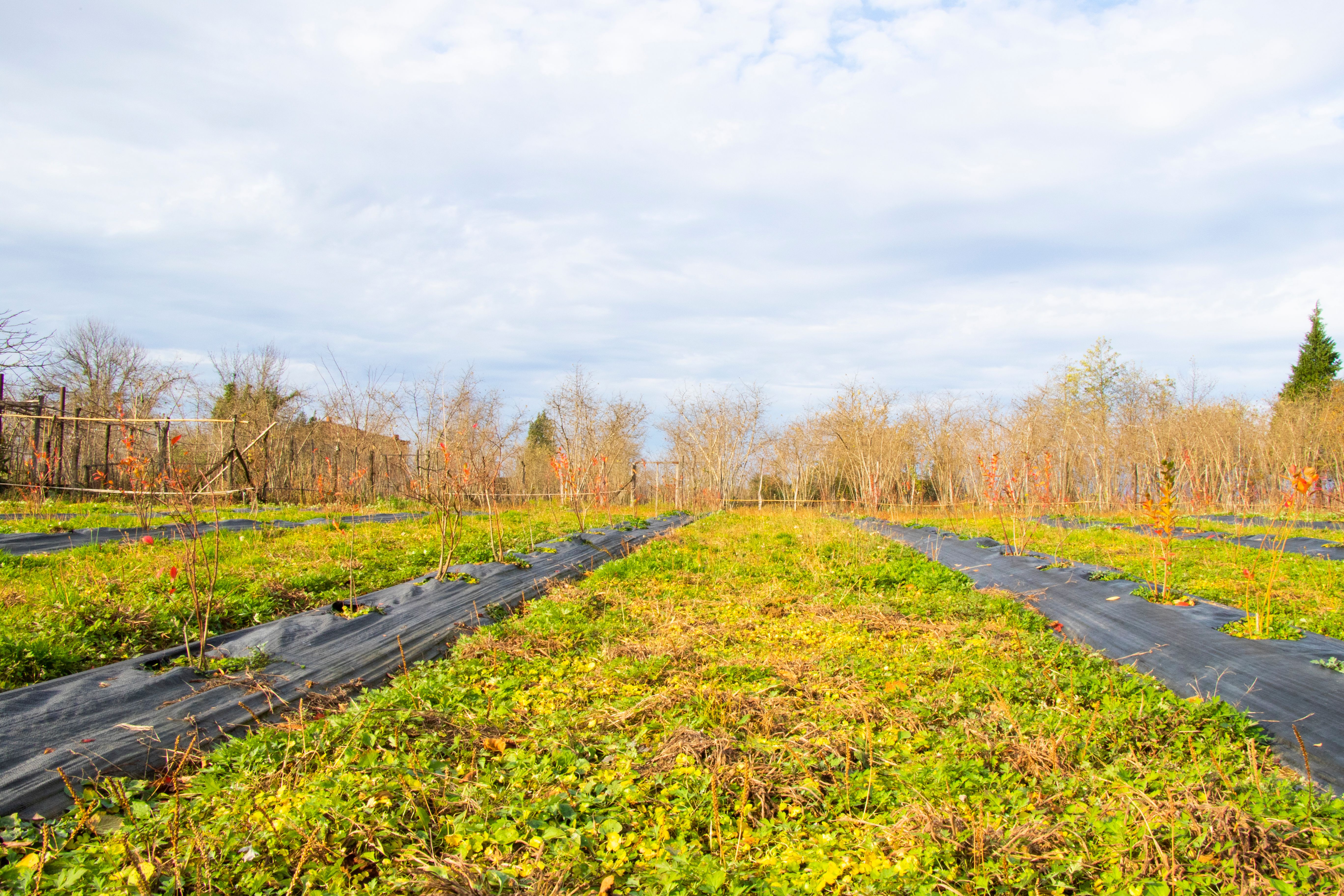 georgia blackberry fields