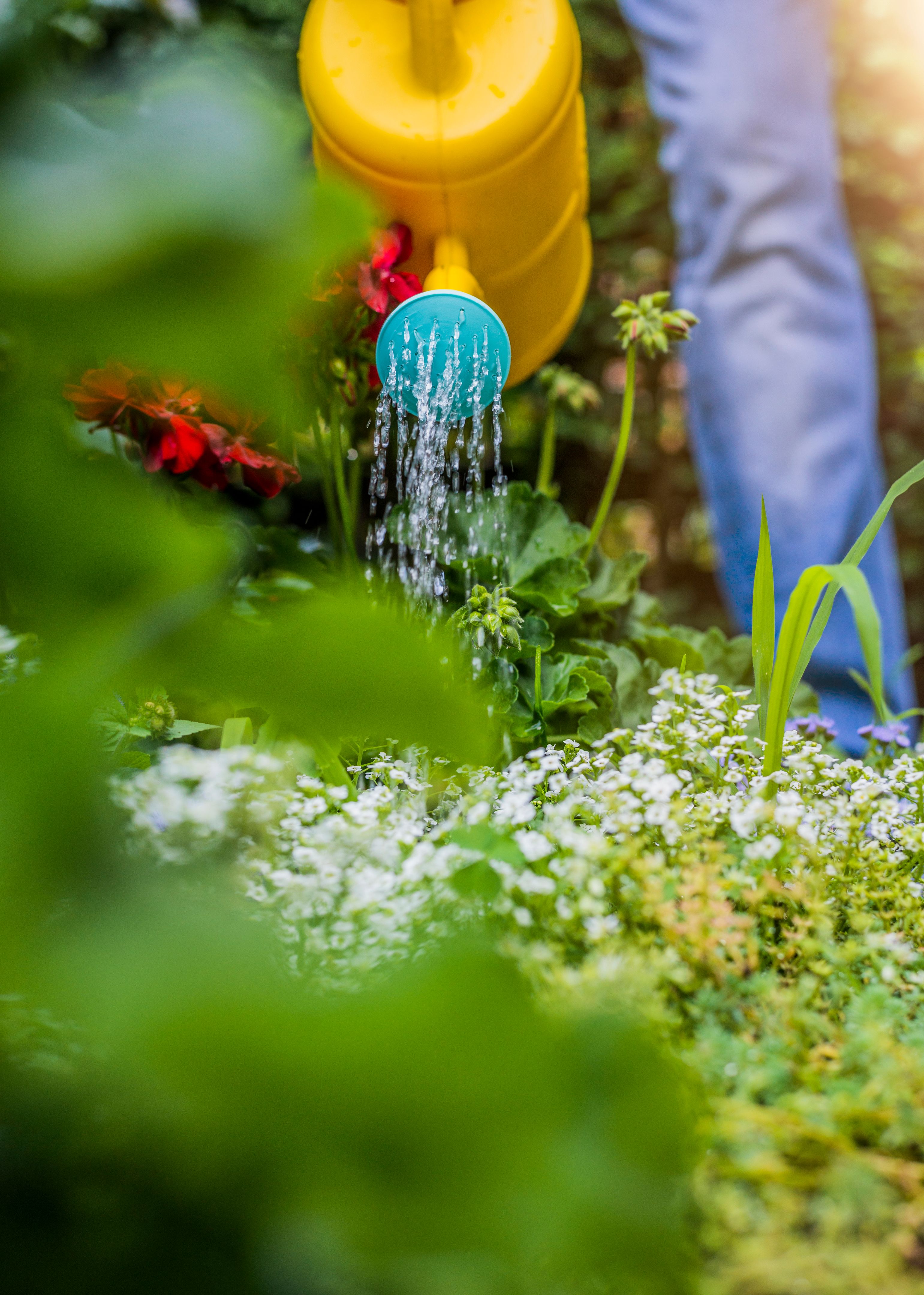 water-conservation-garden