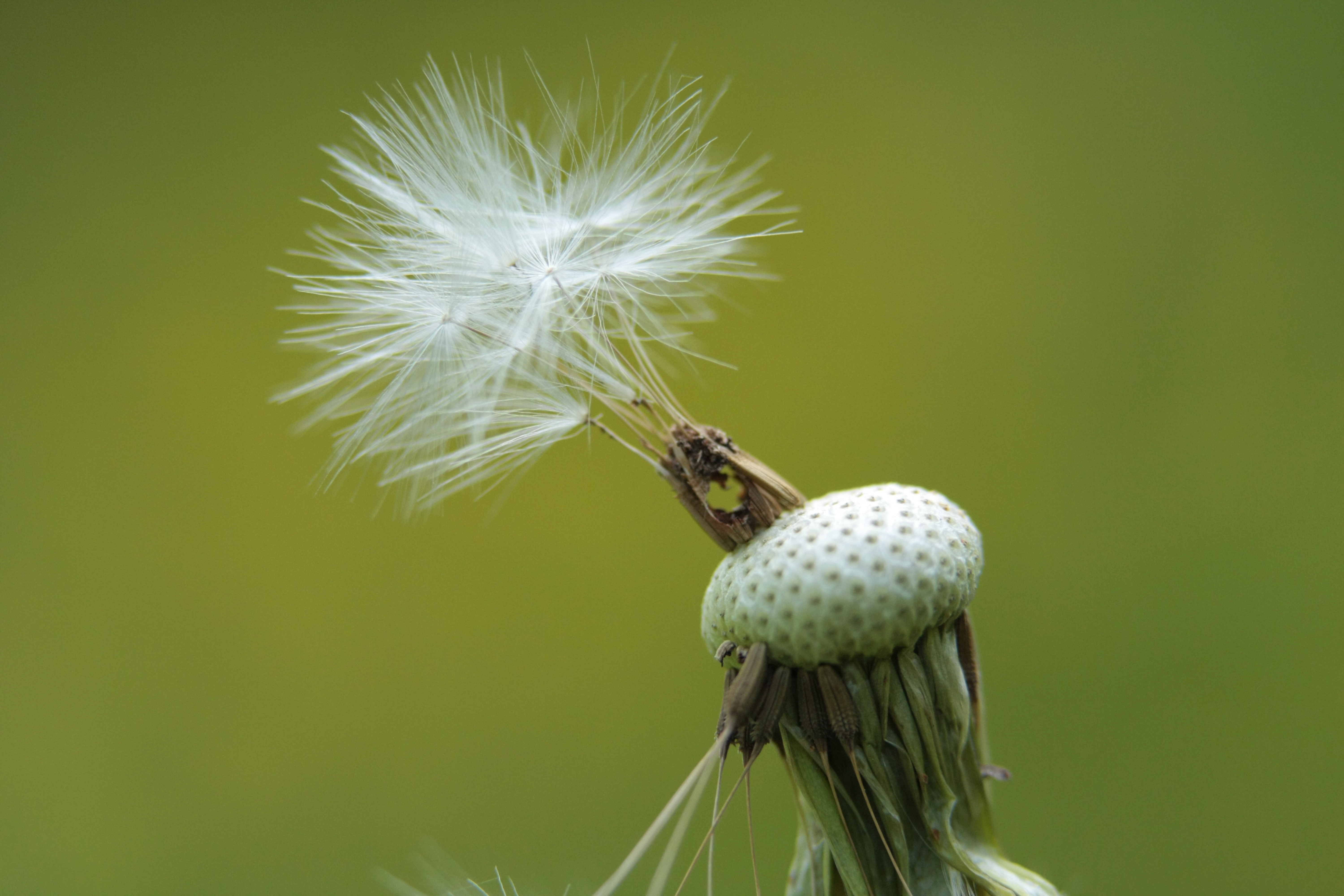 Pissenlit (Taraxacum officinale s.l. (incl. all sec.)) Pissenlit (Taraxacum officinale s.l. (incl. all sec.))