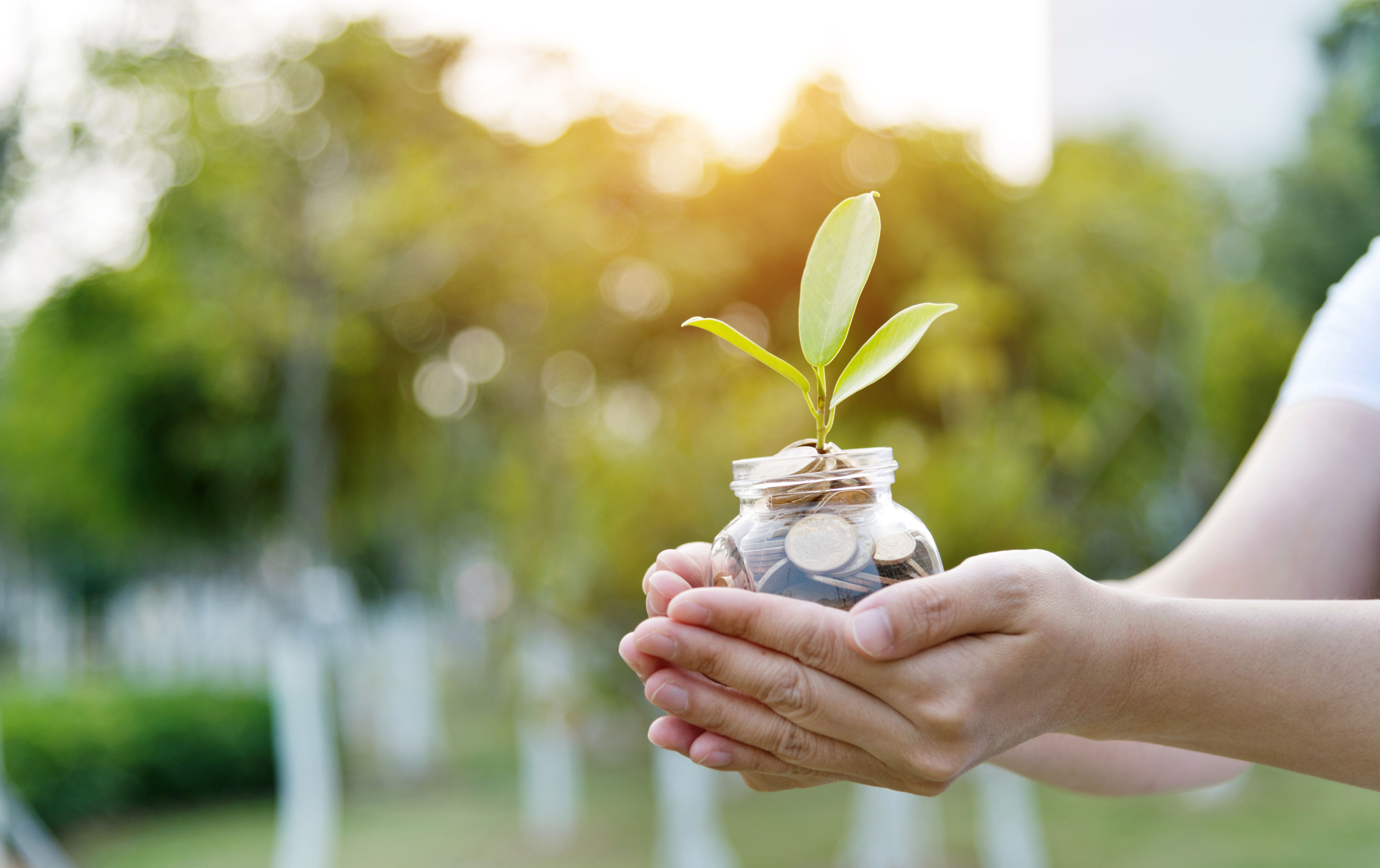 Woman hands holing a jar with coins and plant