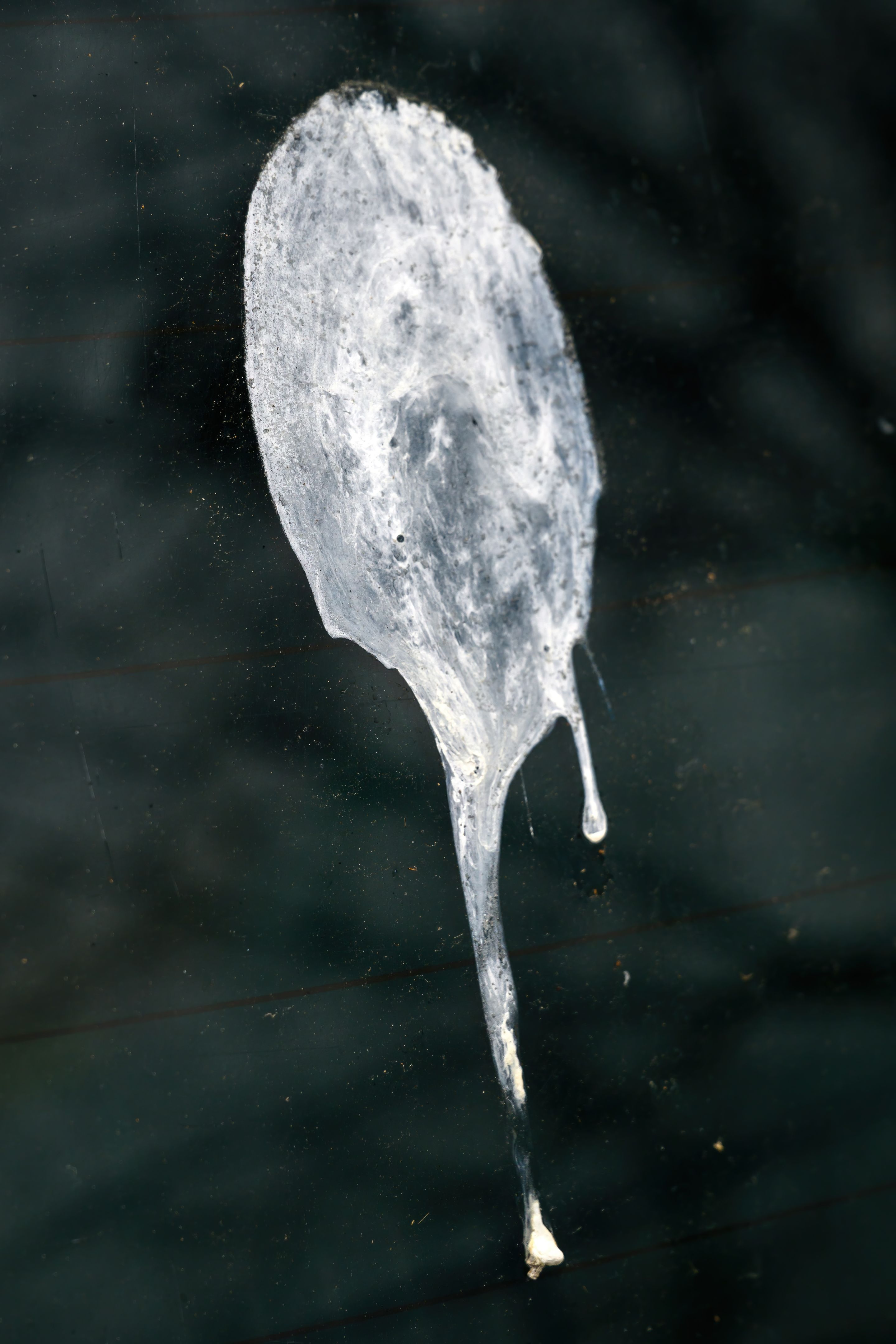 bird droppings on car