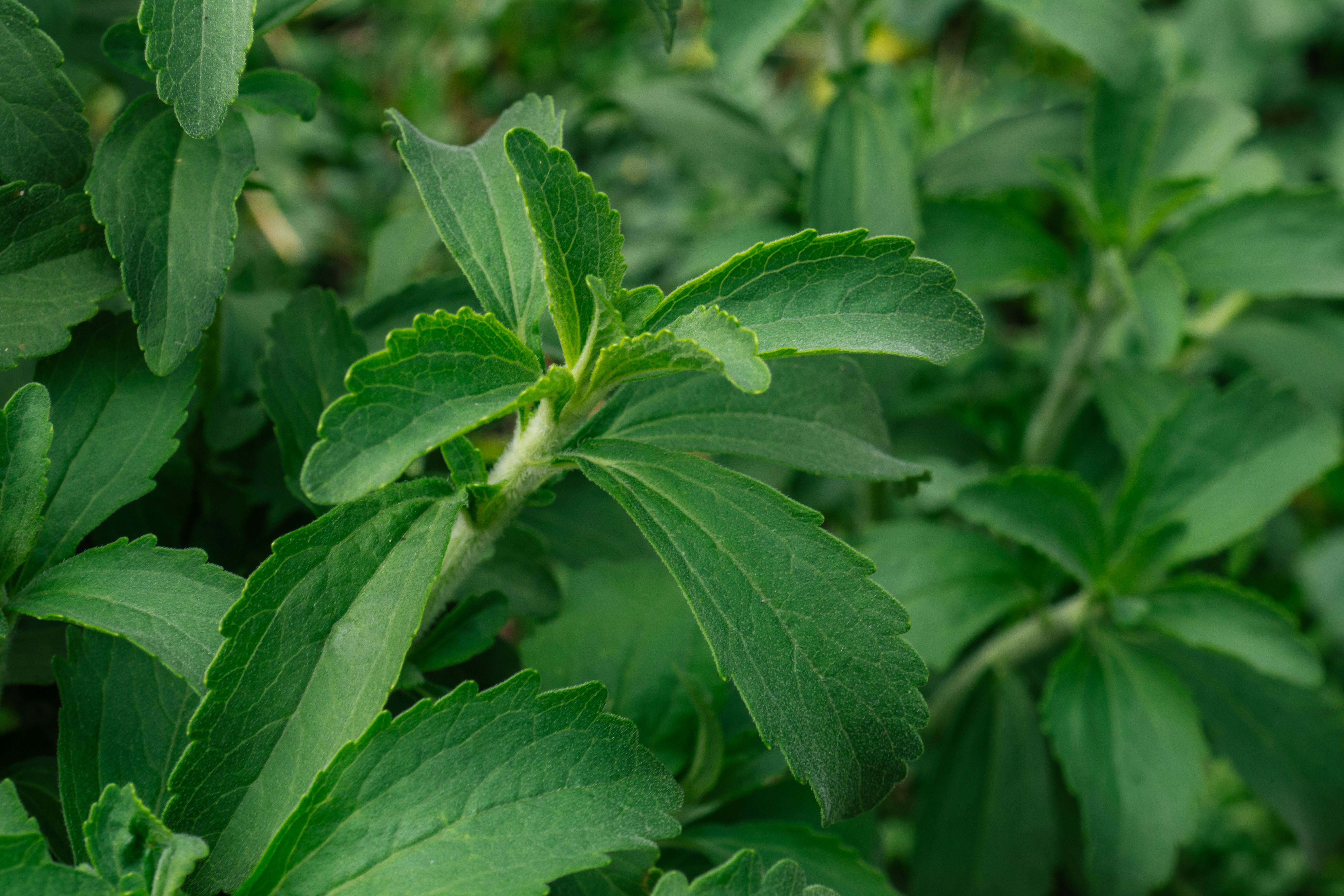 stevia plant