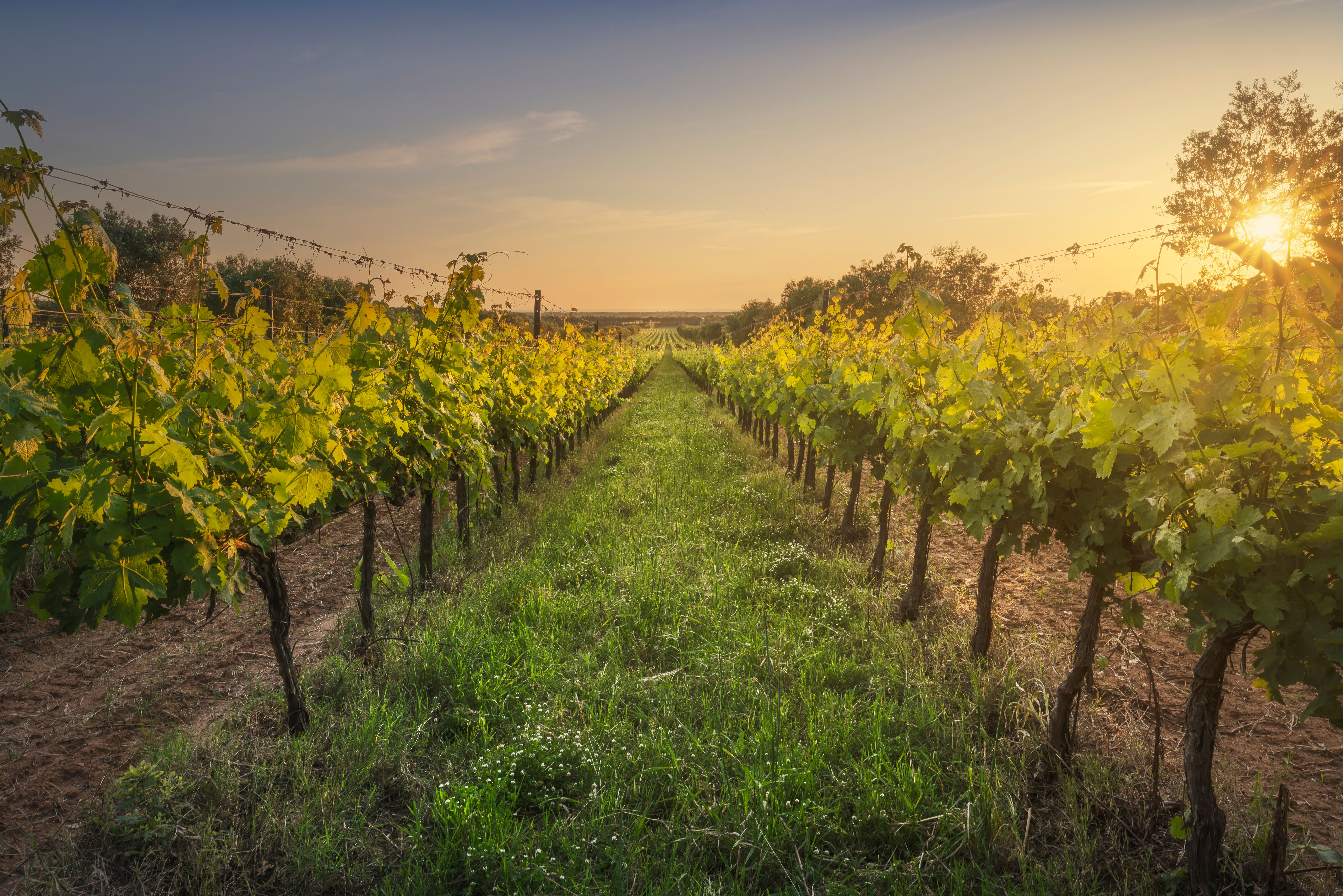 Tuscan vineyard